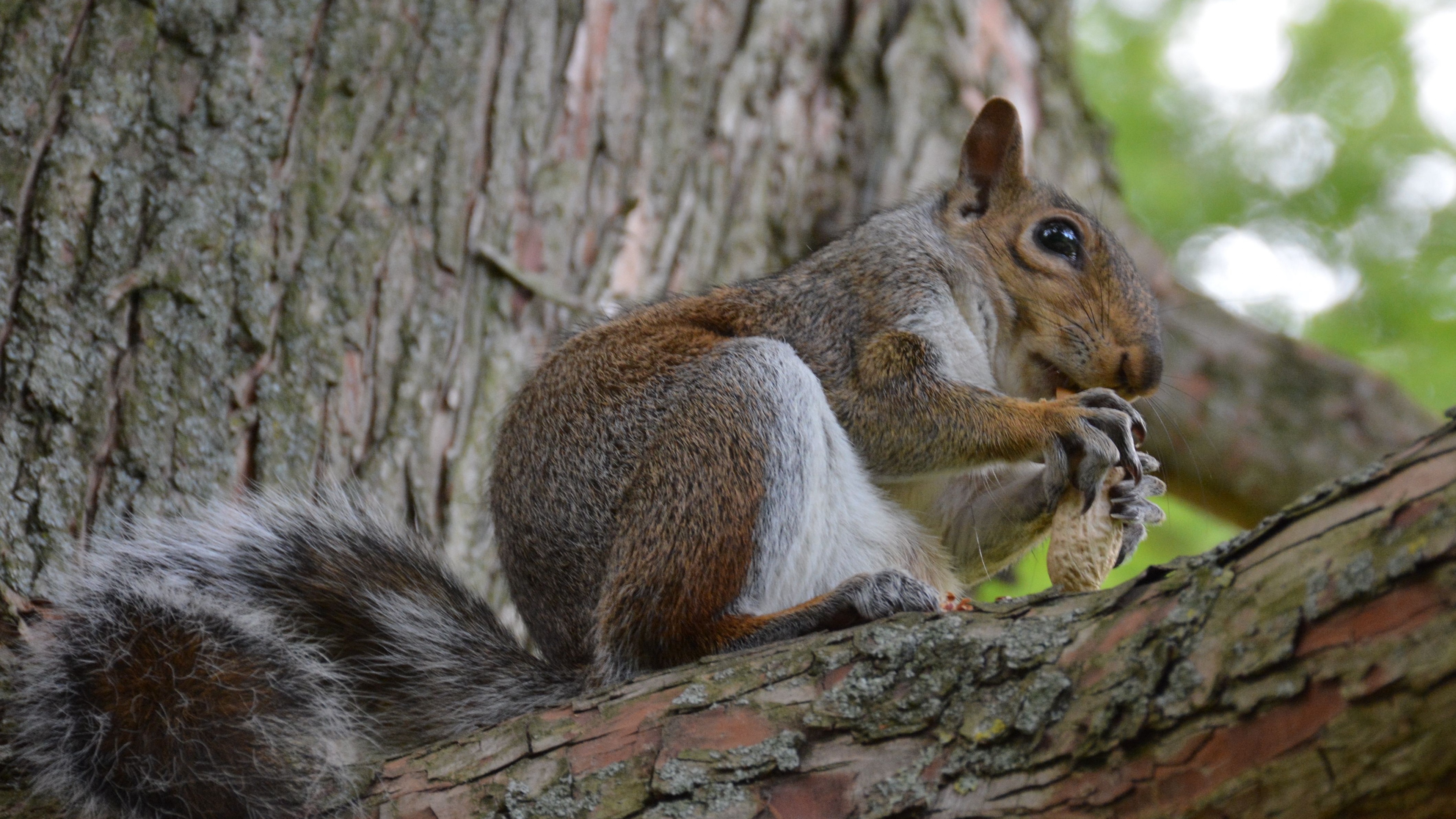 squirrel bark nuts animal 4k 1542242346