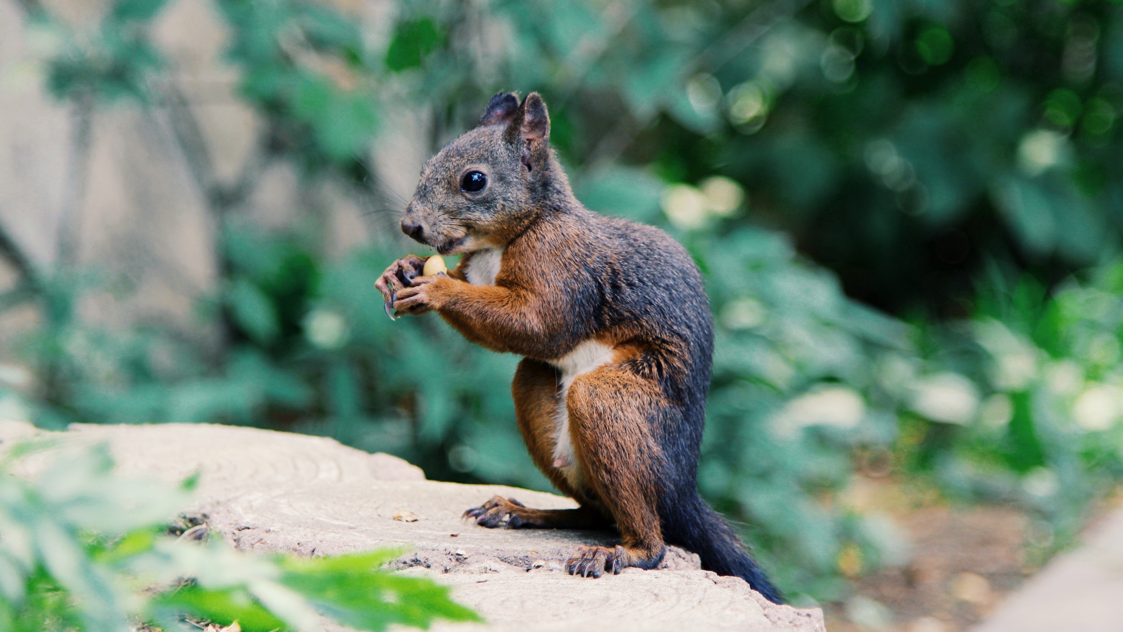 squirrel food rodent 4k 1542241415