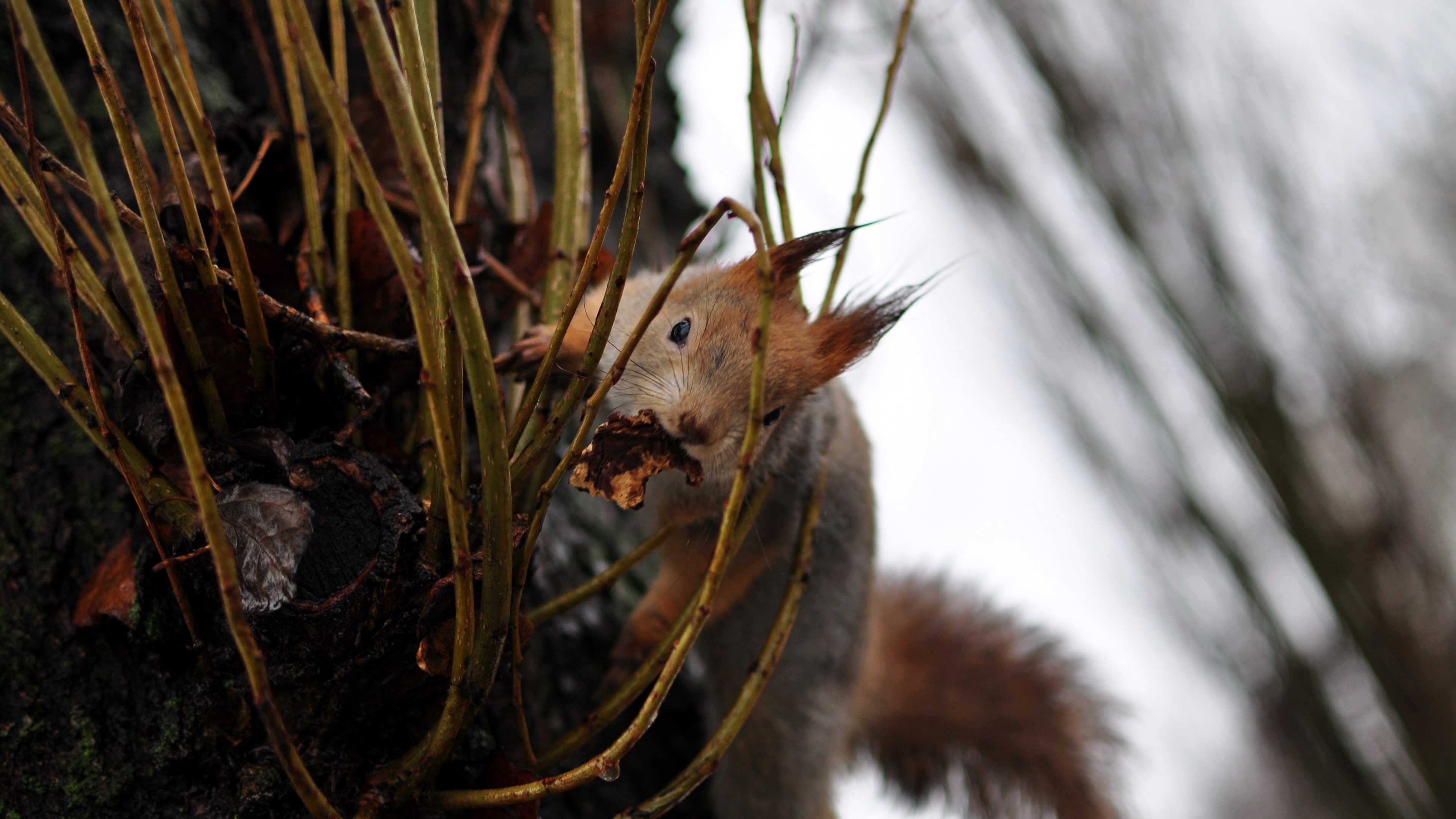 squirrel grass climb 4k 1542242646