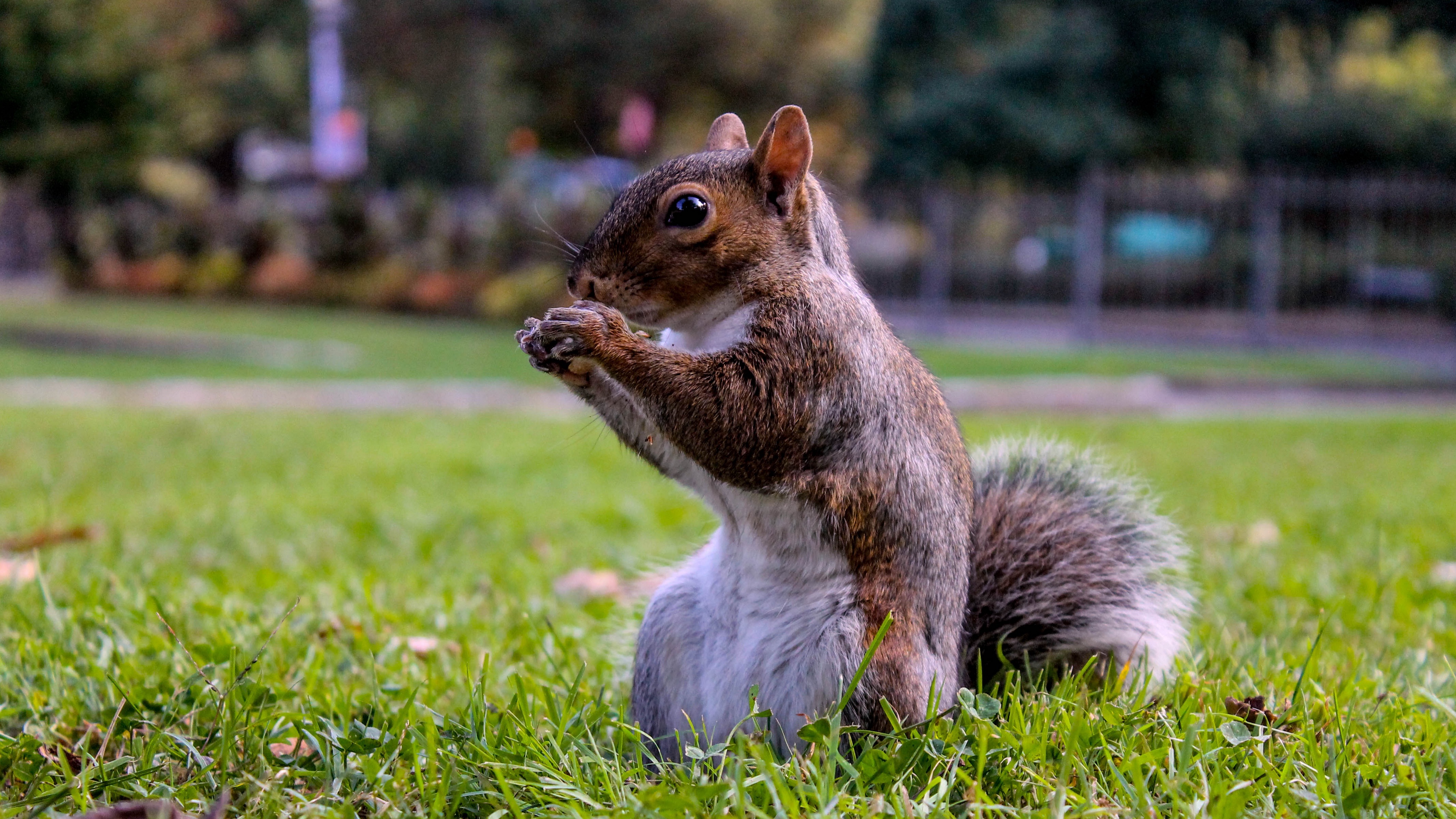 squirrel grass food sit 4k 1542241851