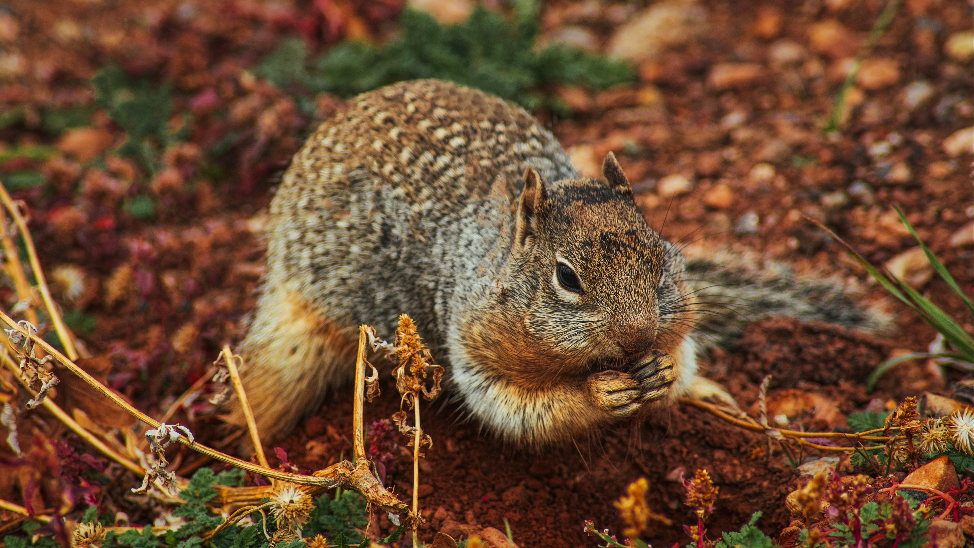 squirrel rodent earth dig 4k 1542242050