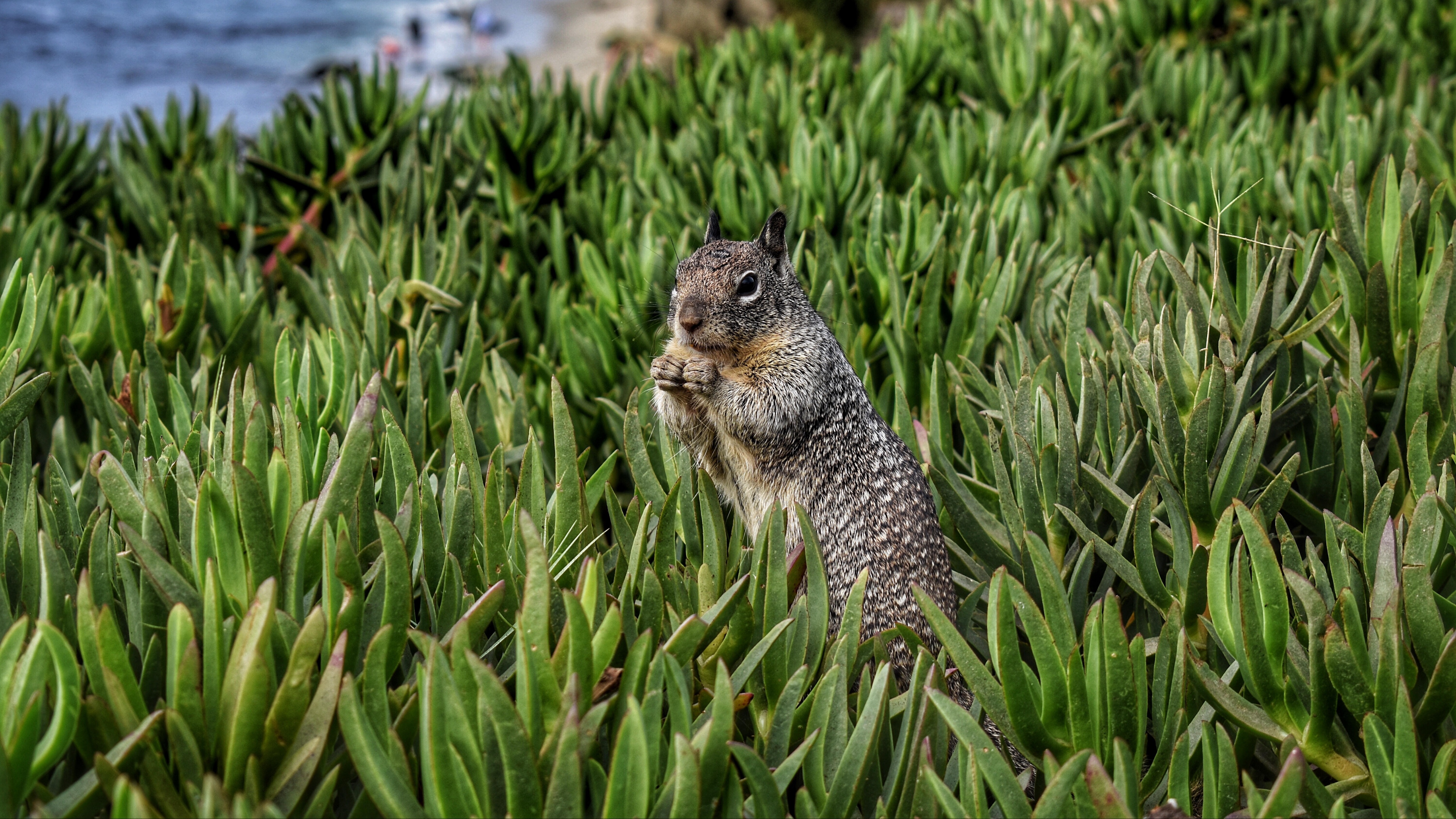 squirrel rodent grass 4k 1542241493