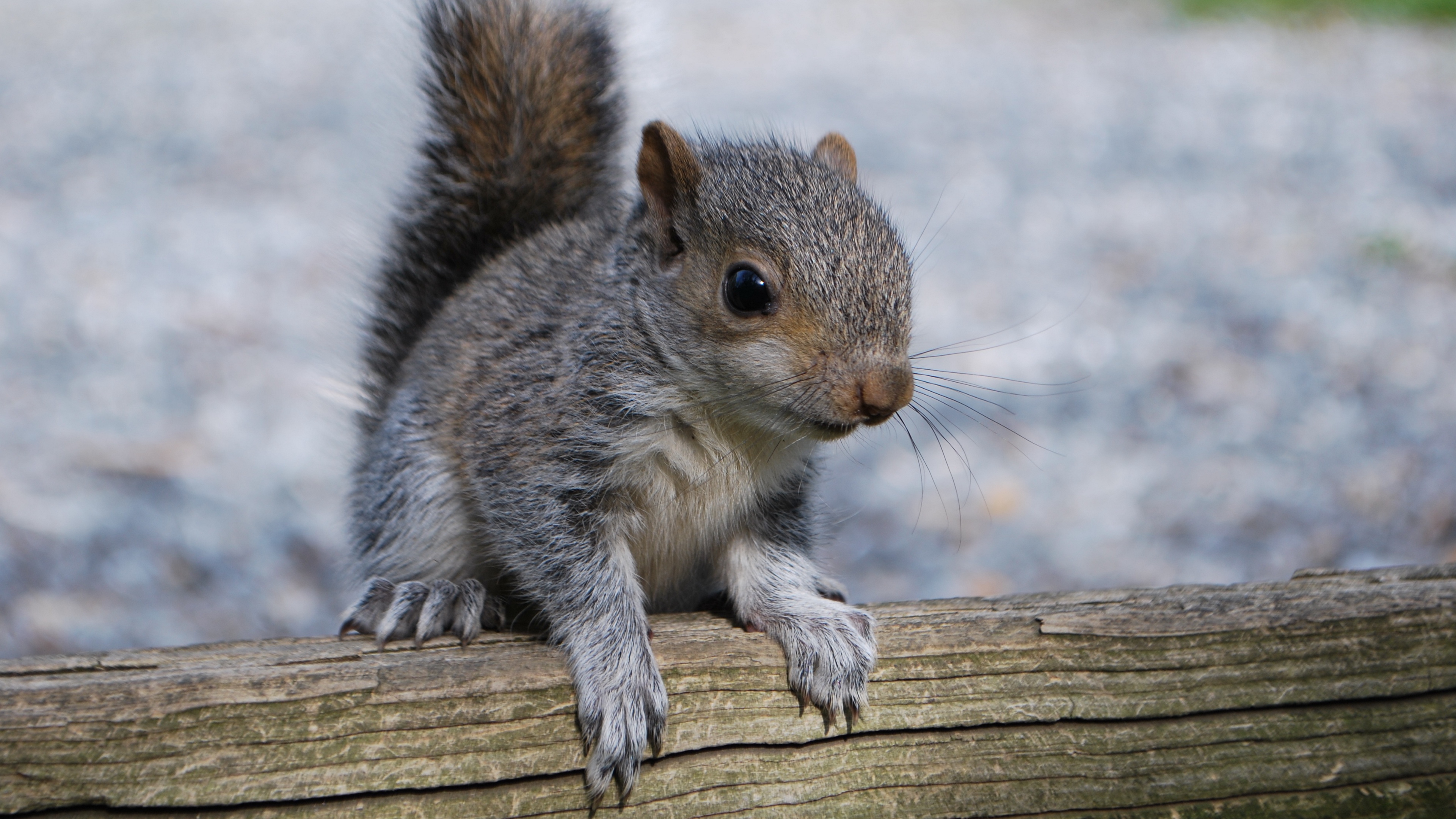 squirrel rodent timber 4k 1542241495