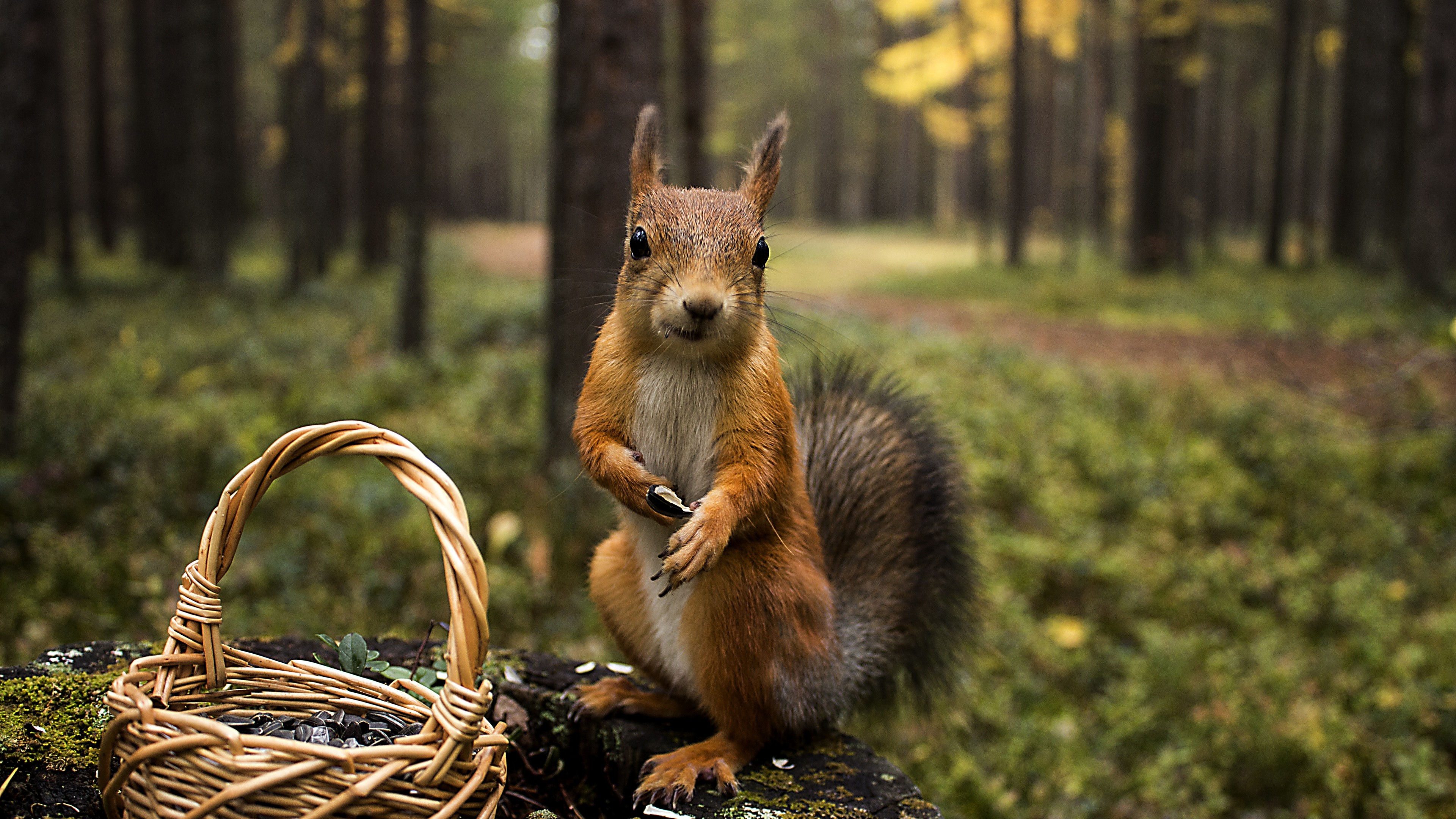 Squirrel Coloring Picture Background Images, HD Pictures and Wallpaper For  Free Download | Pngtree