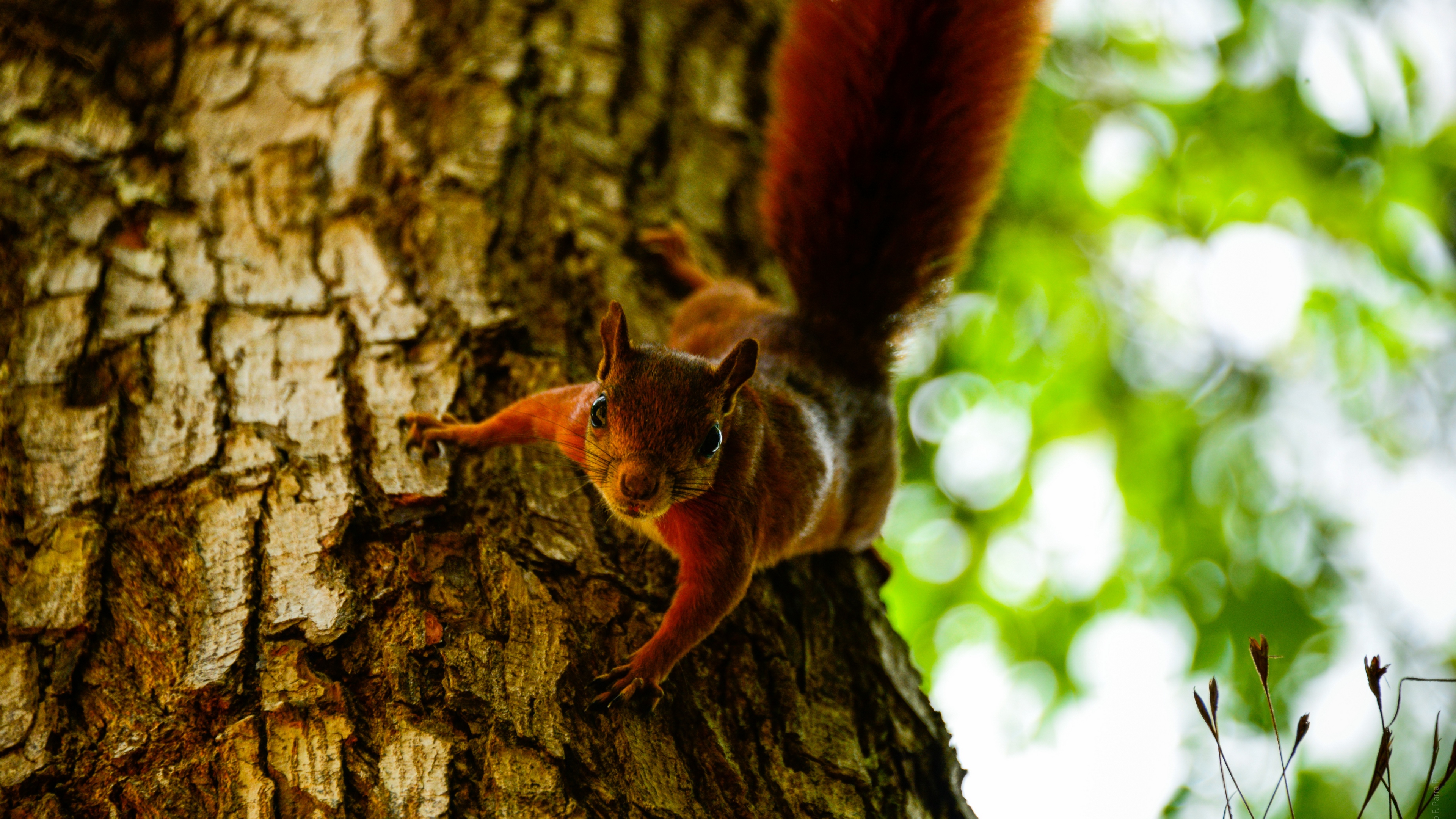 squirrel tree climb 4k 1542241878