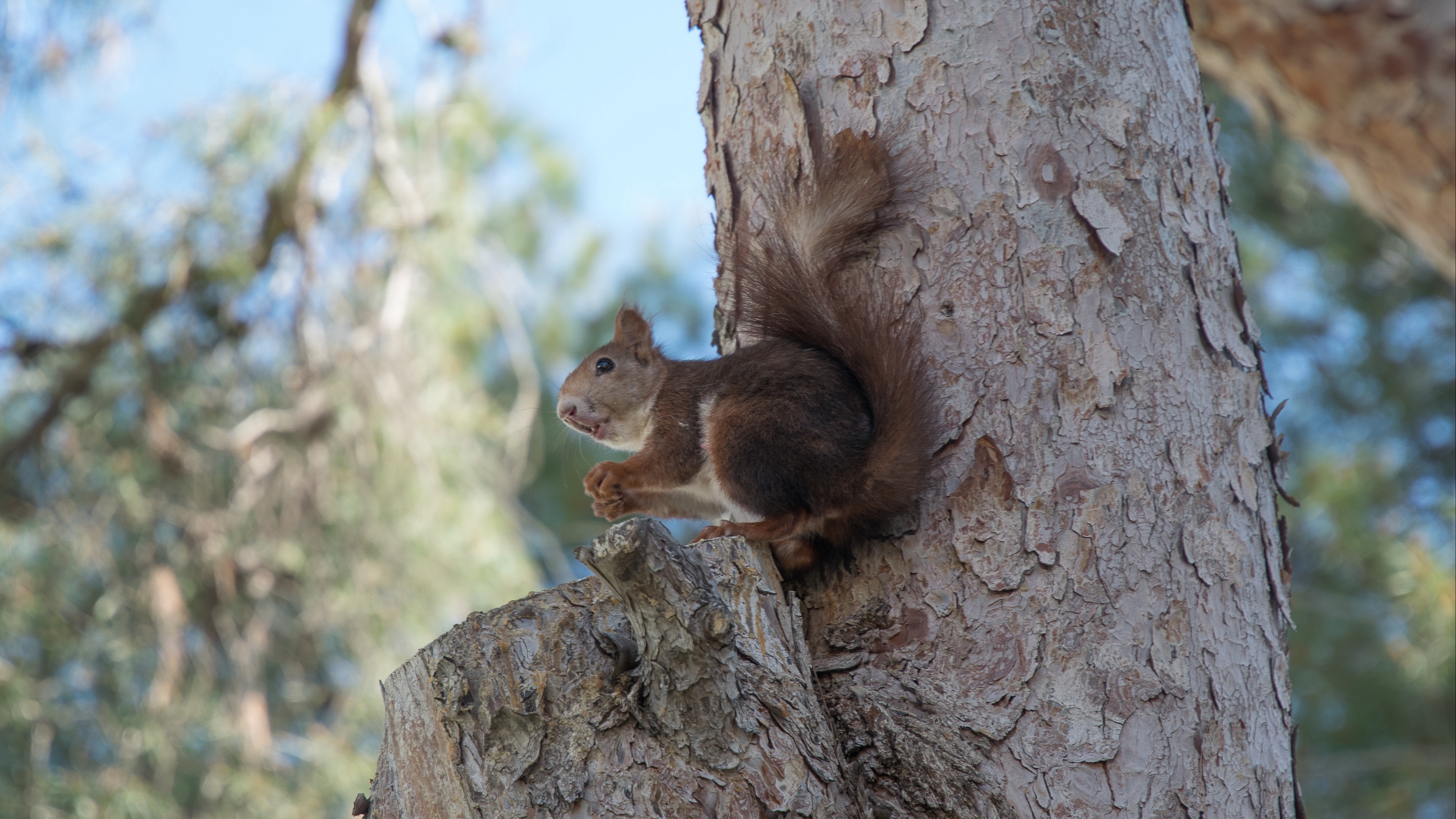 squirrel tree rodent 4k 1542243054