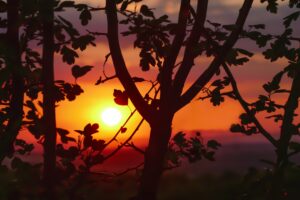 sunset branches leaves 4k 1541116069