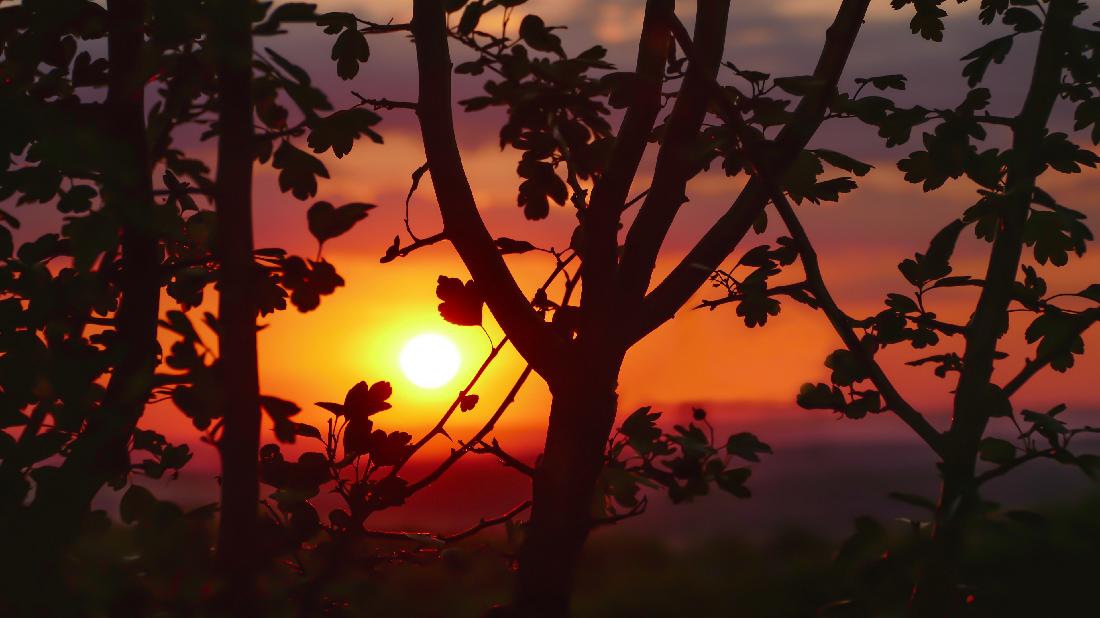 sunset branches leaves 4k 1541116069