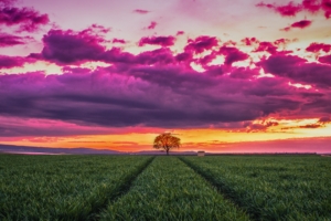 sunset horizon field tree grass clouds 4k 1541114605