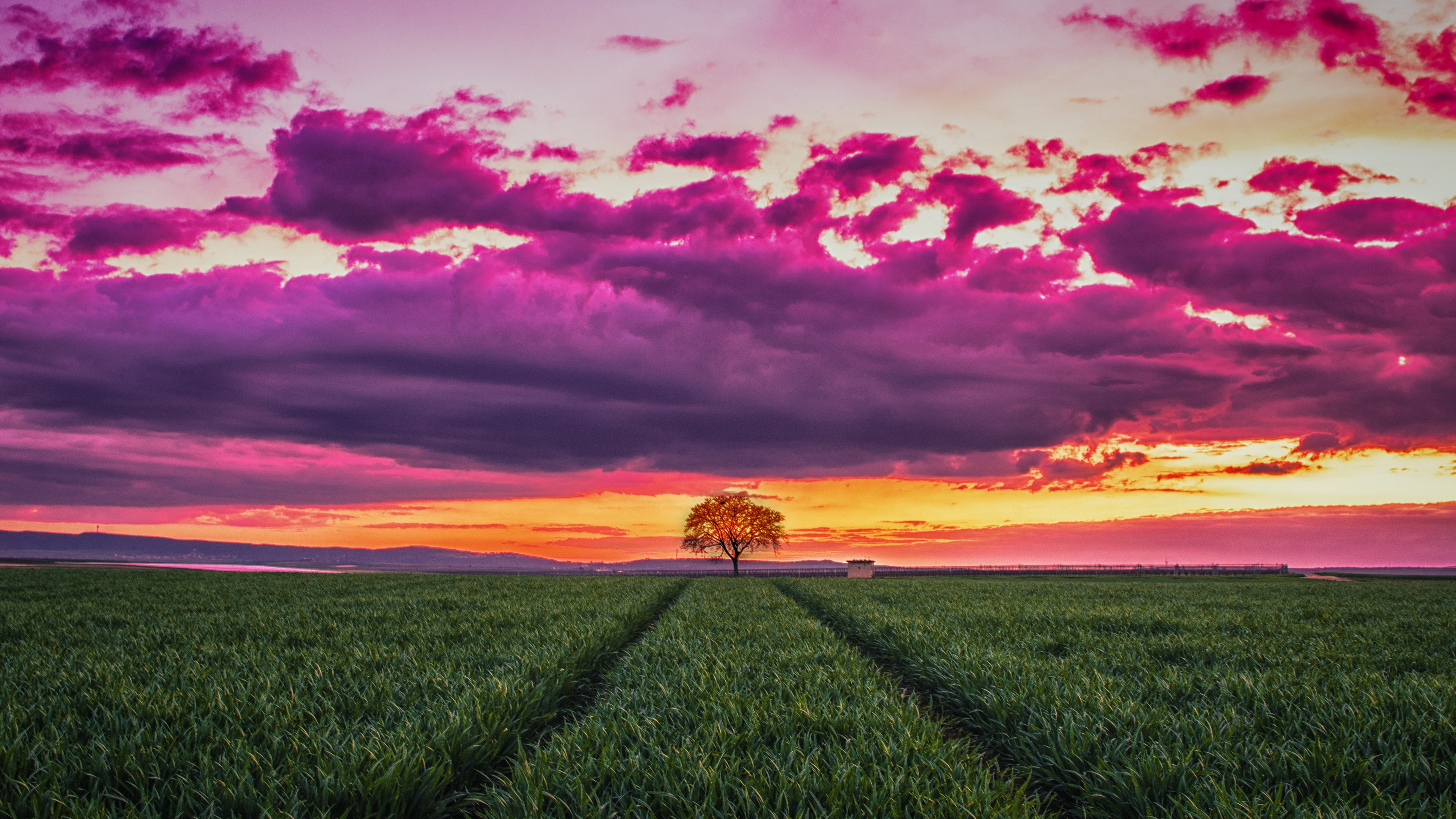 sunset horizon field tree grass clouds 4k 1541114605