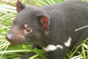 tasmanian devil grass food walk 4k 1542242297