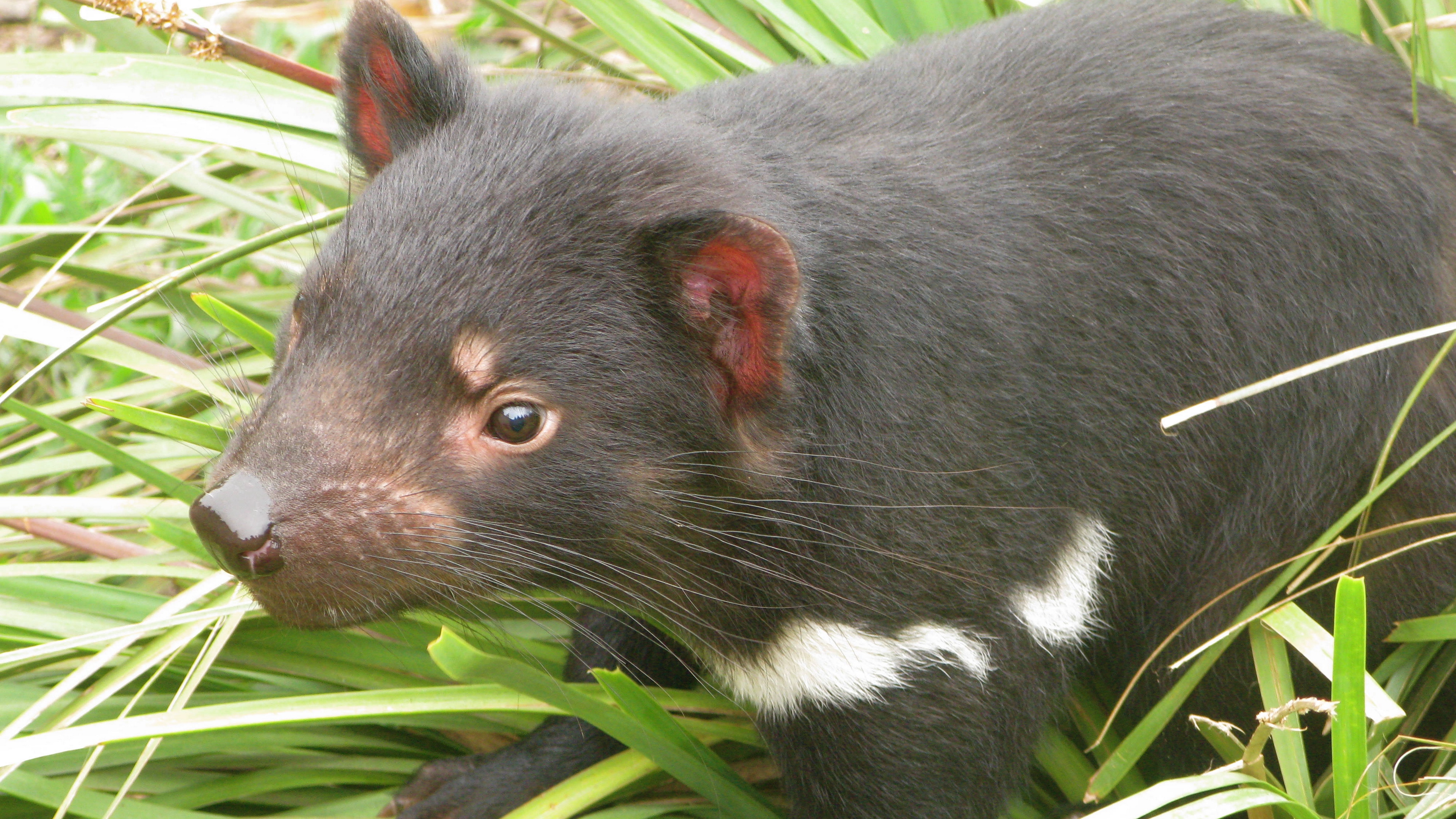 tasmanian devil grass food walk 4k 1542242297