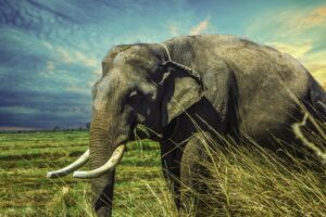 thailand elephant 4k 1542238318