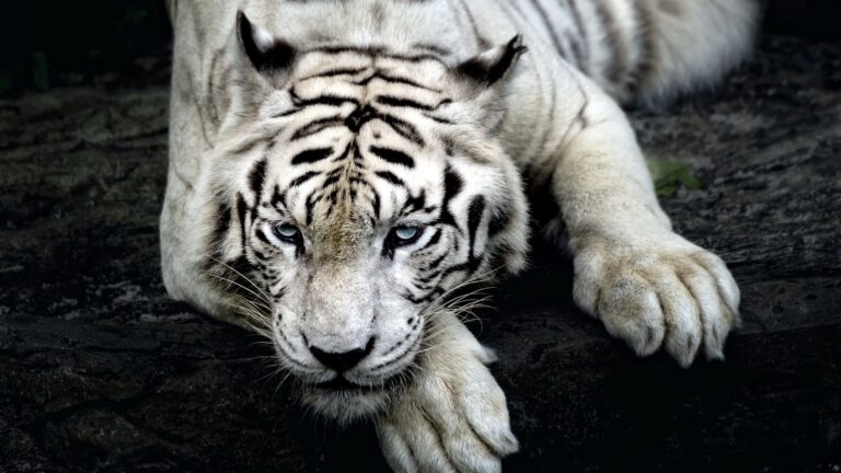 Tiger Albino 4k