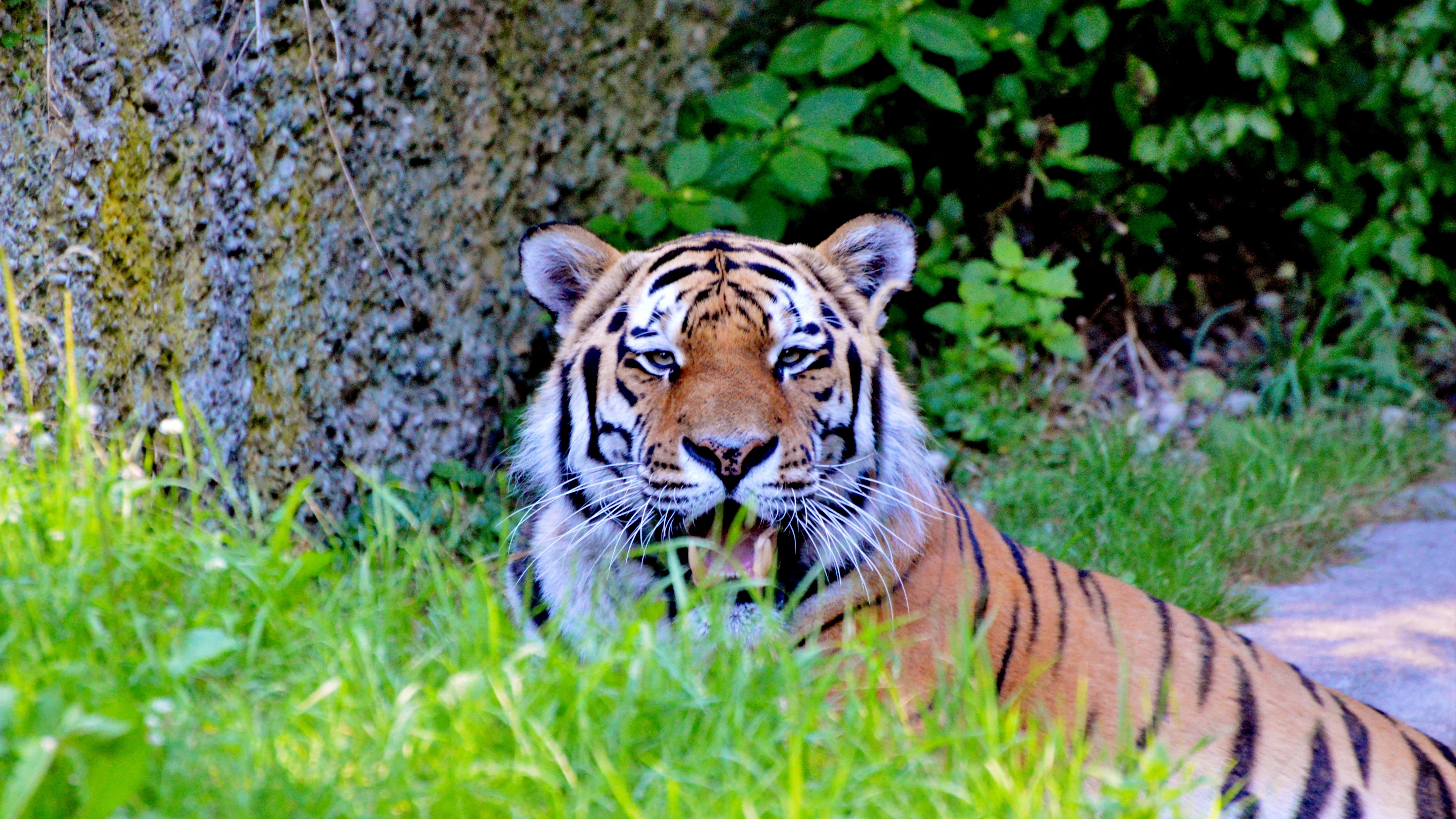 tiger big cat predator look 4k 1542242483