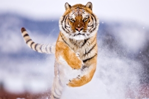 tiger in snow 4k 1542238033