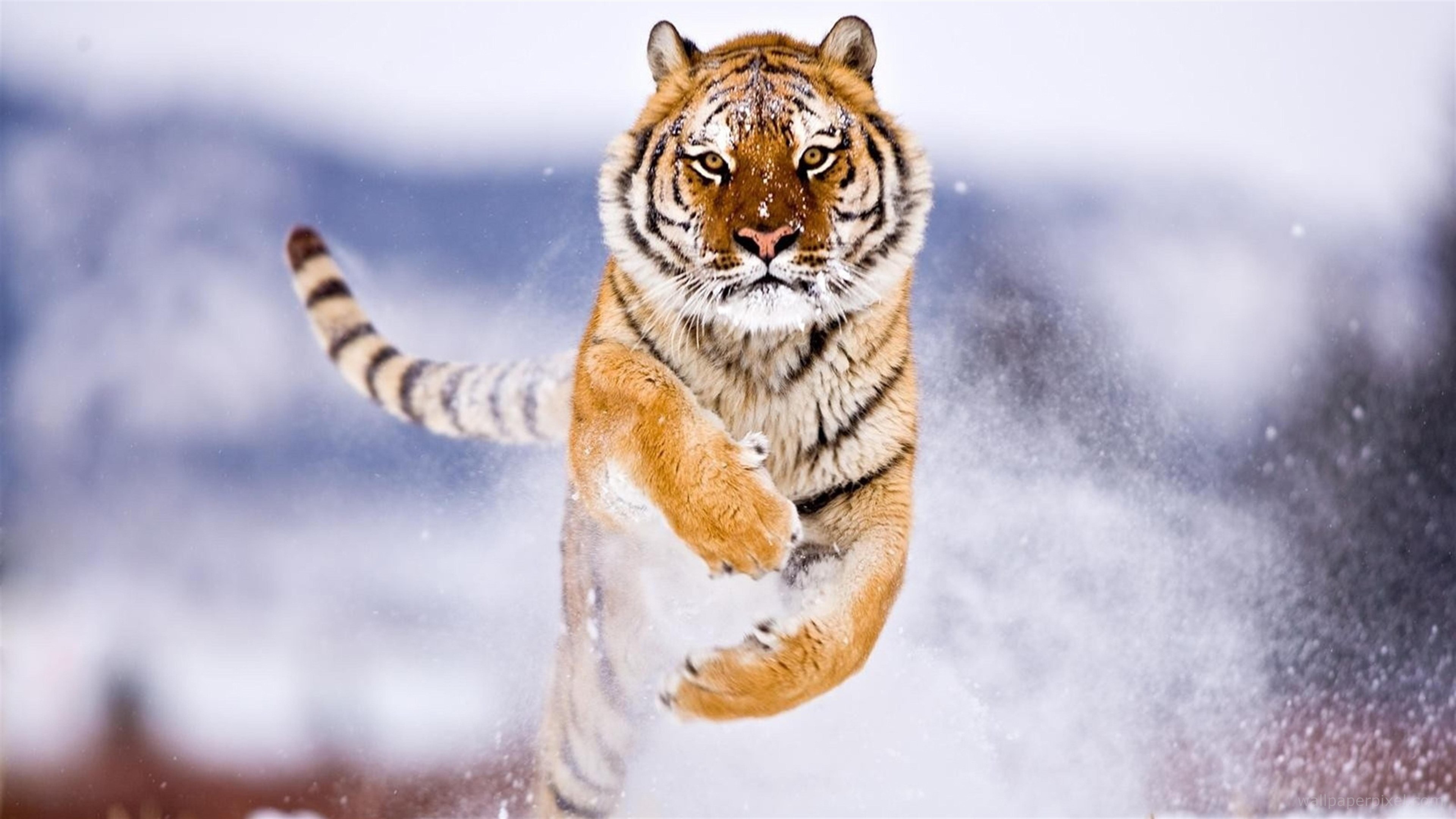 tiger in snow 4k 1542238033