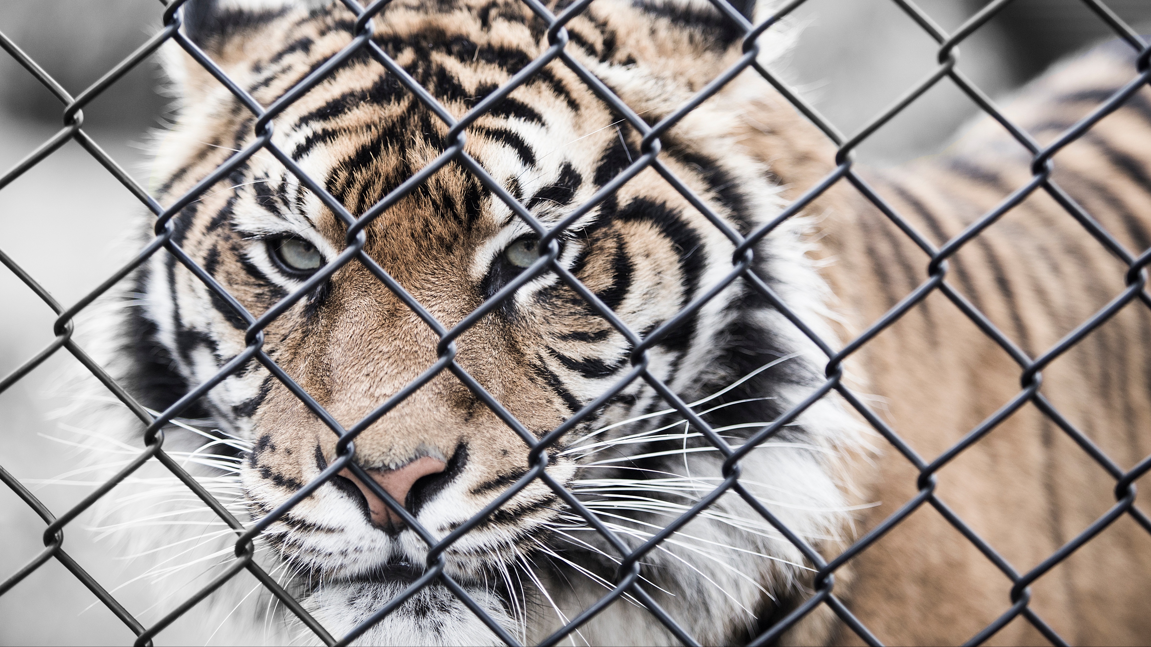 tiger muzzle fence mesh 4k 1542242772