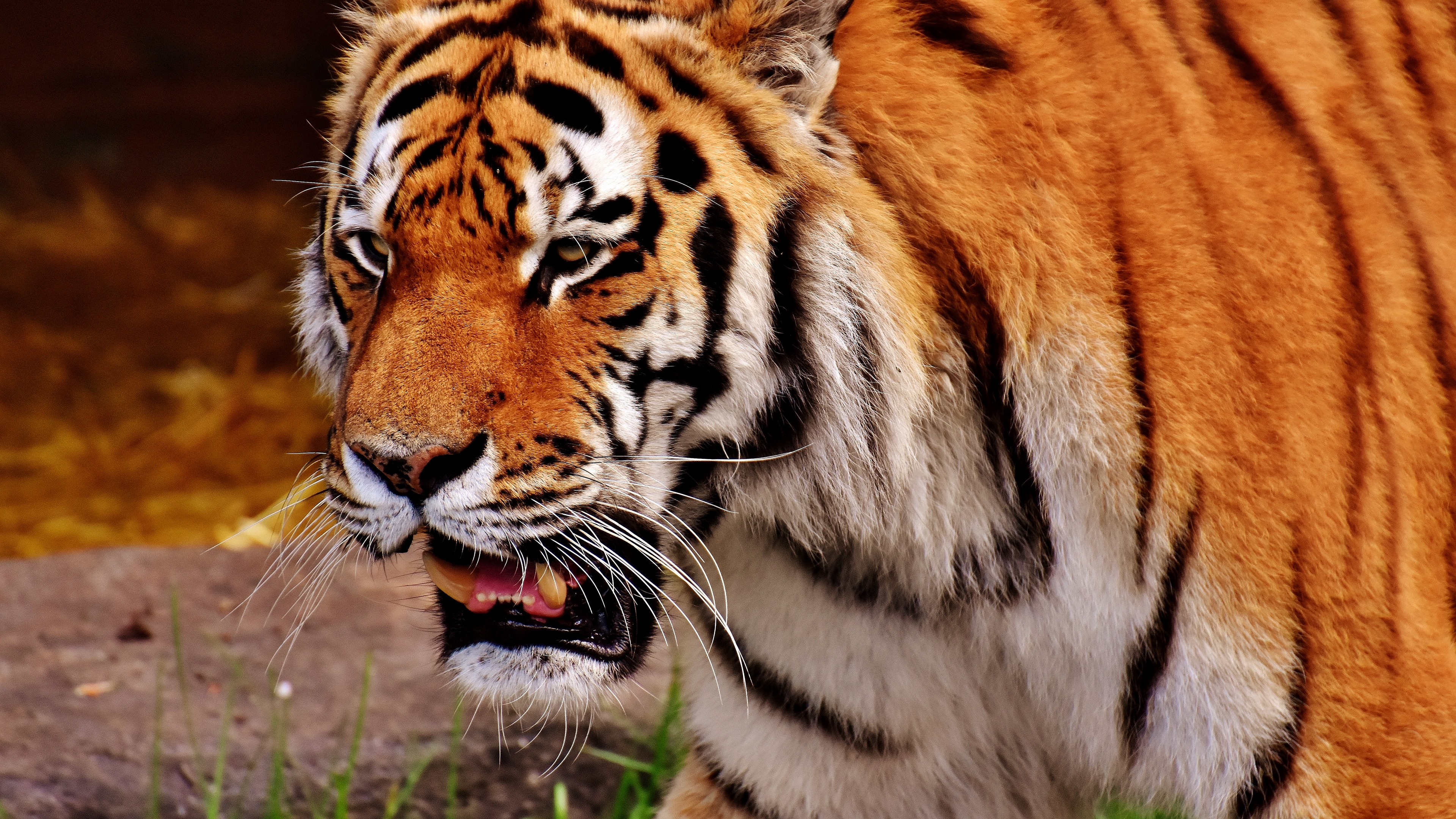 tiger muzzle predator 4k 1542242488