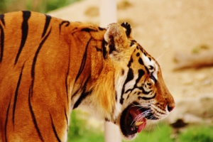 tiger muzzle profile predator 4k 1542241974