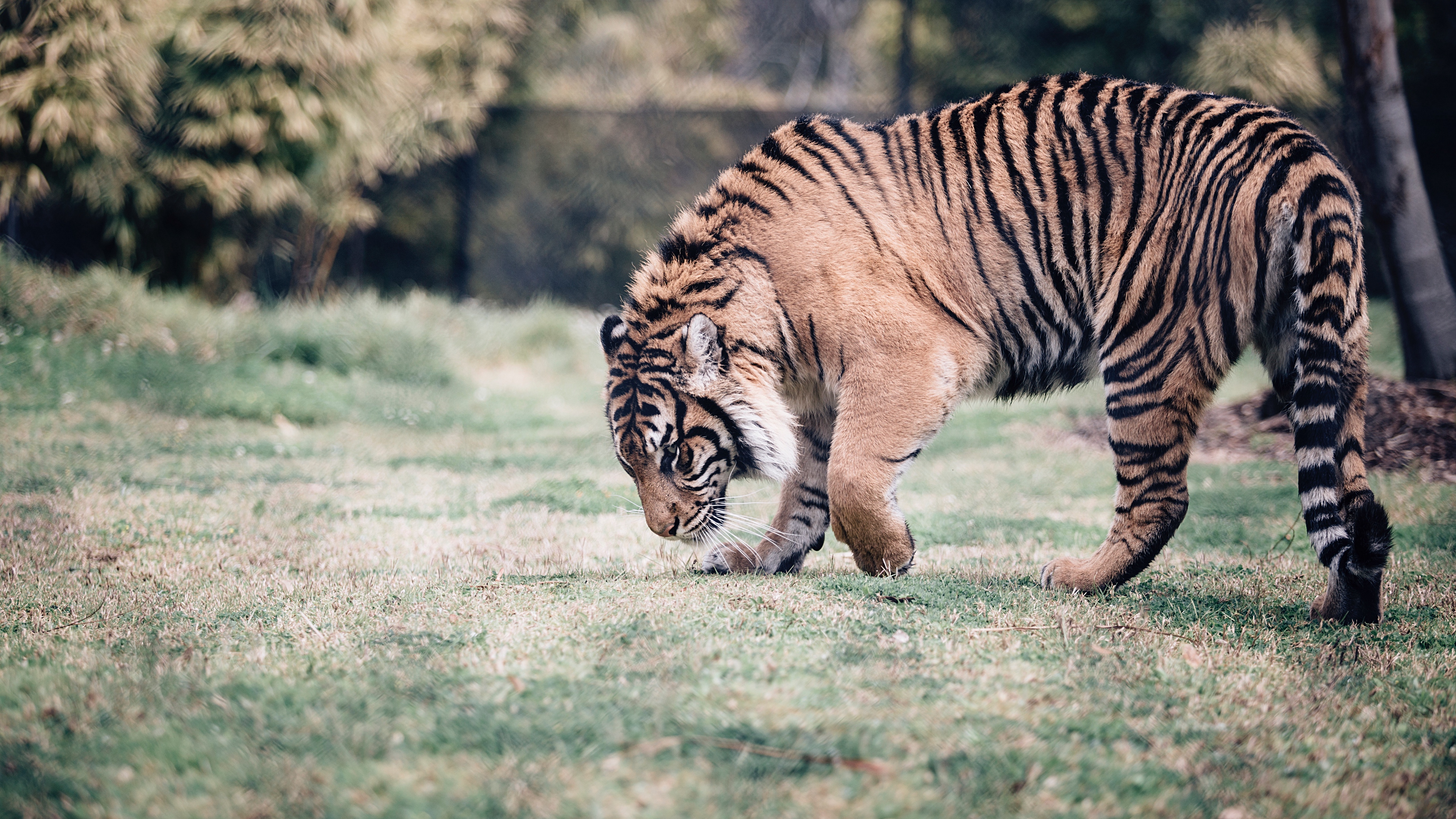 tiger predator walk grass 4k 1542242859