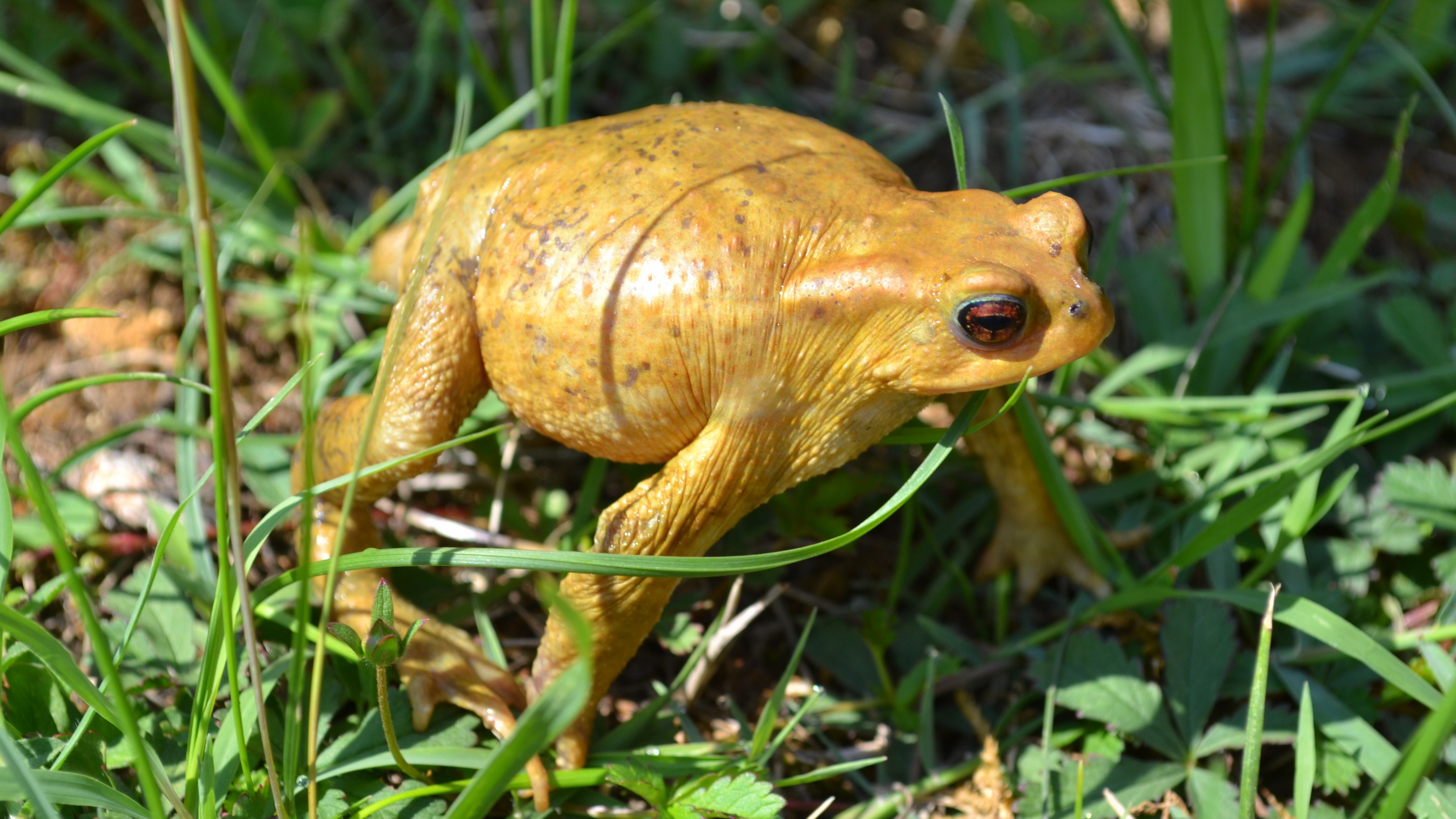 Wallpaper 4k Toad Amphibian Frog Grass 4k Amphibian Frog Toad