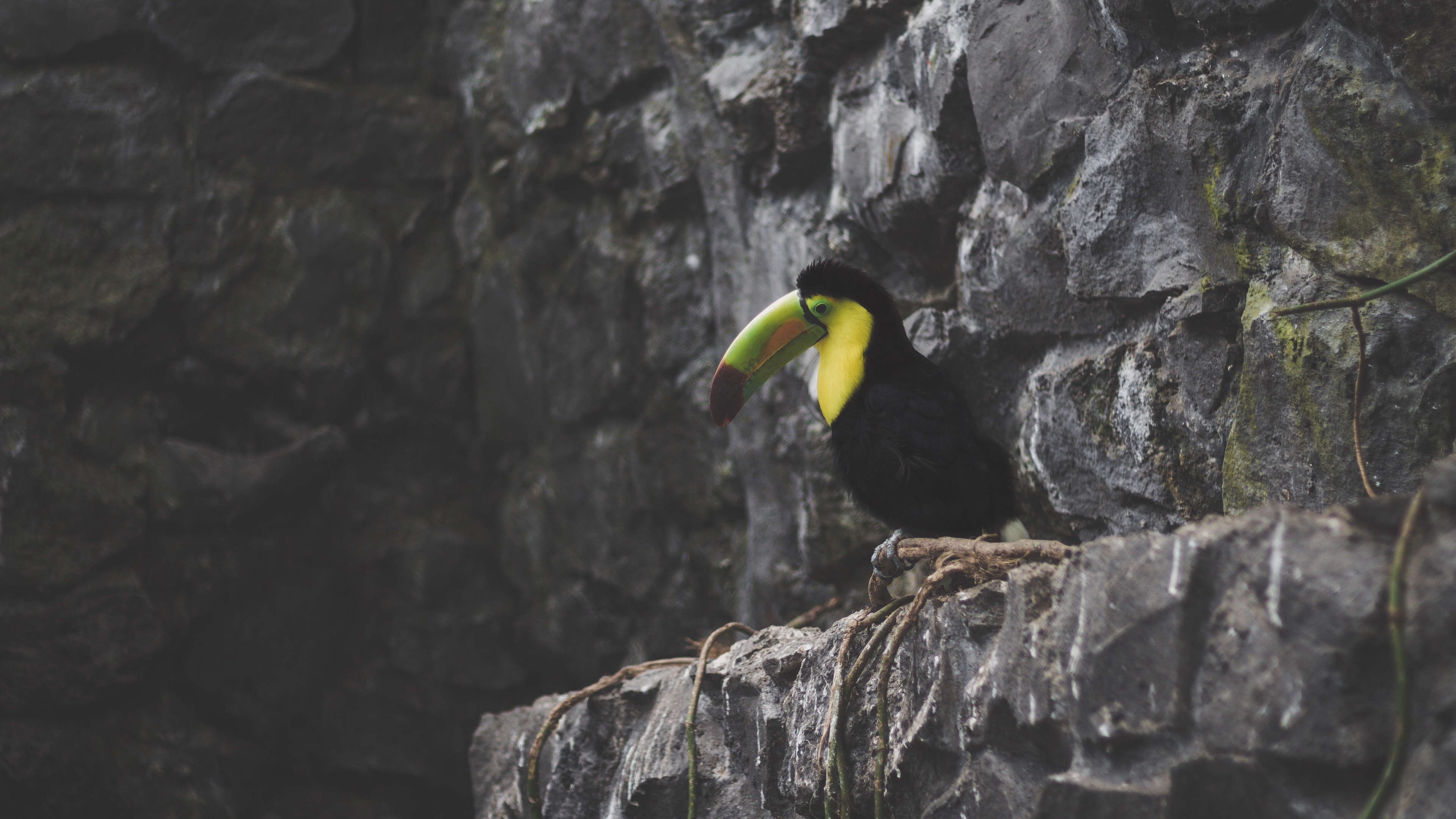 toucan bird rocks sitting 4k 1542241938