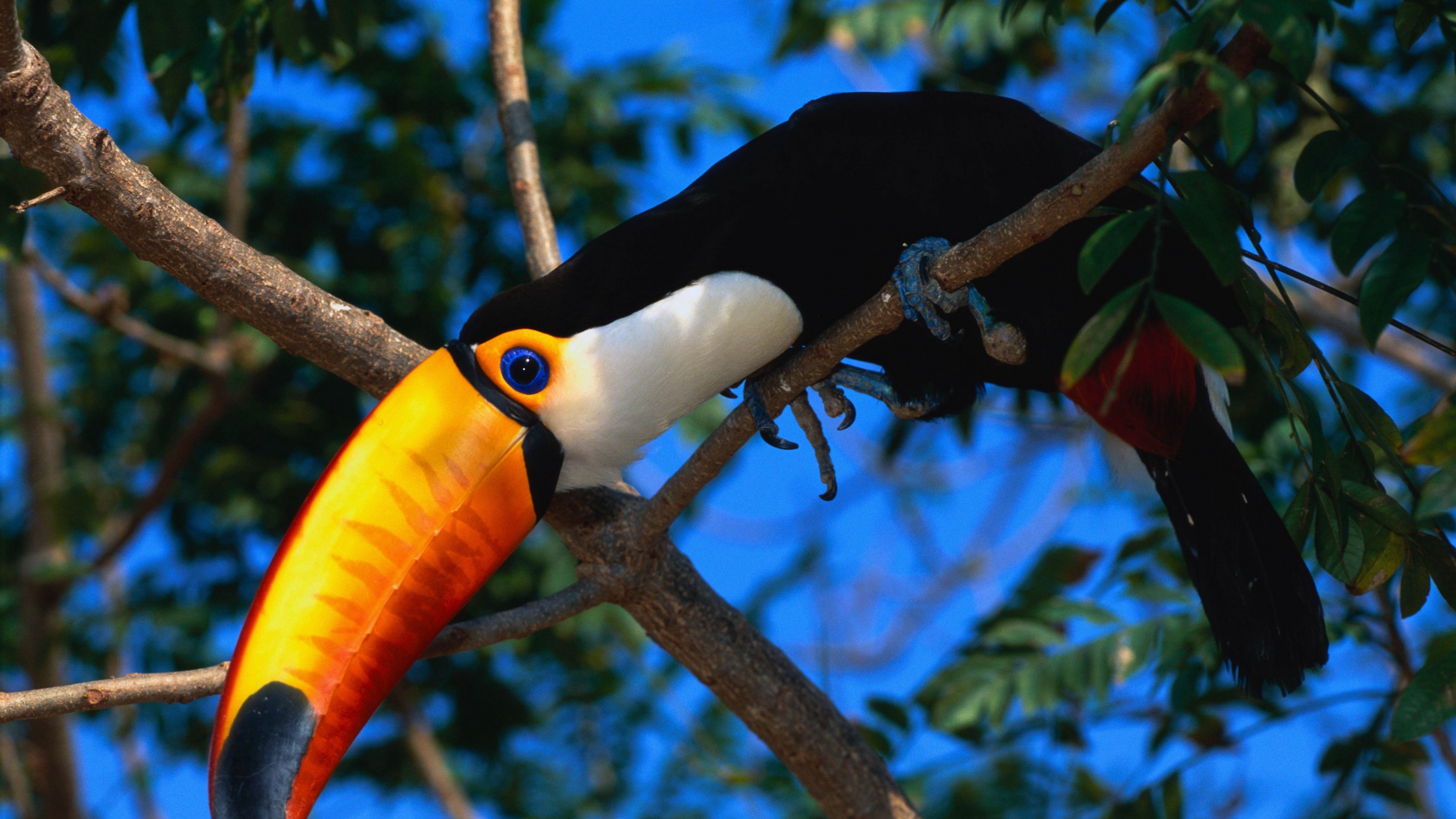 toucan tree beak color 4k 1542242816