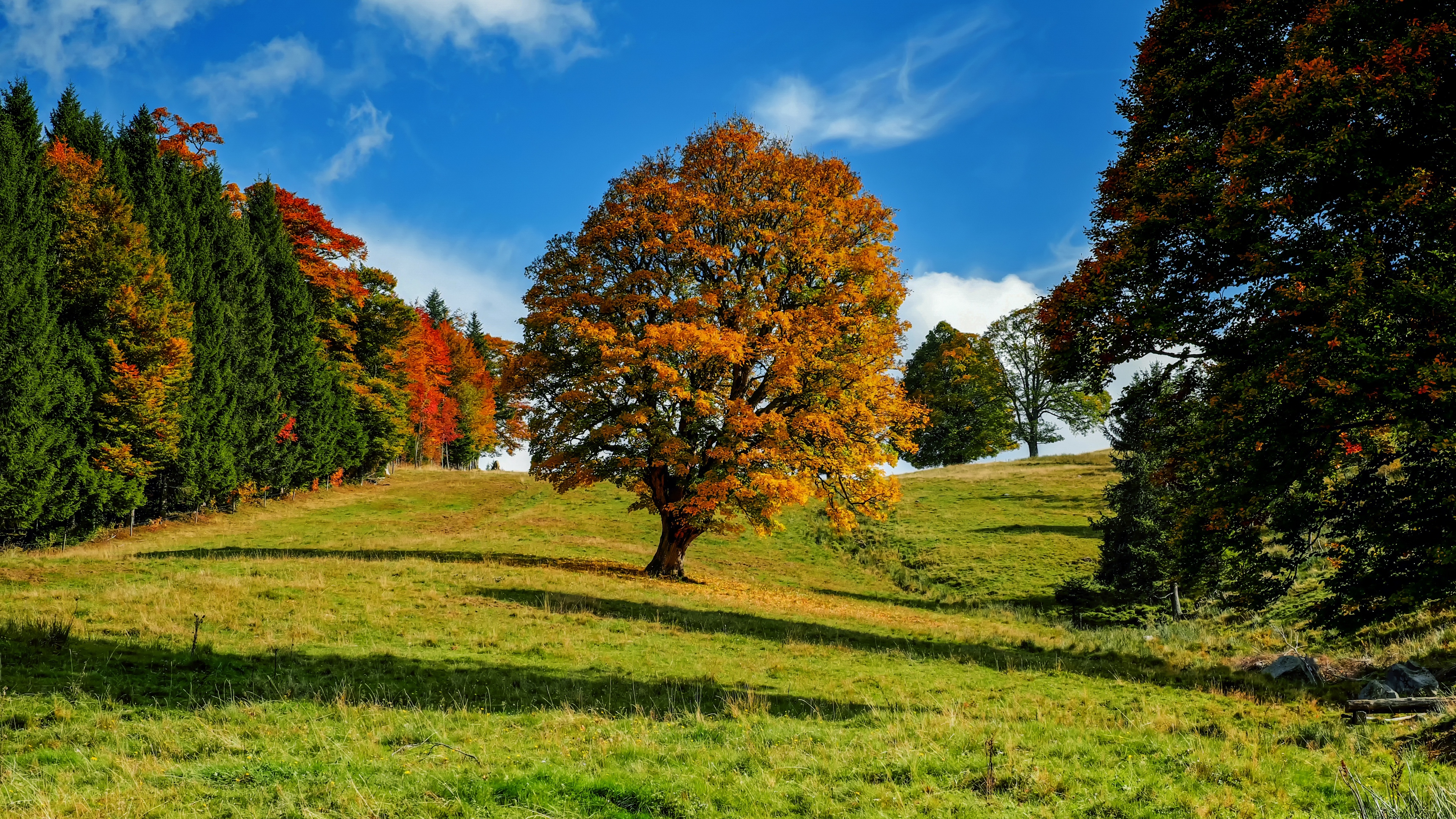 tree autumn forest idyll 4k 1541116065