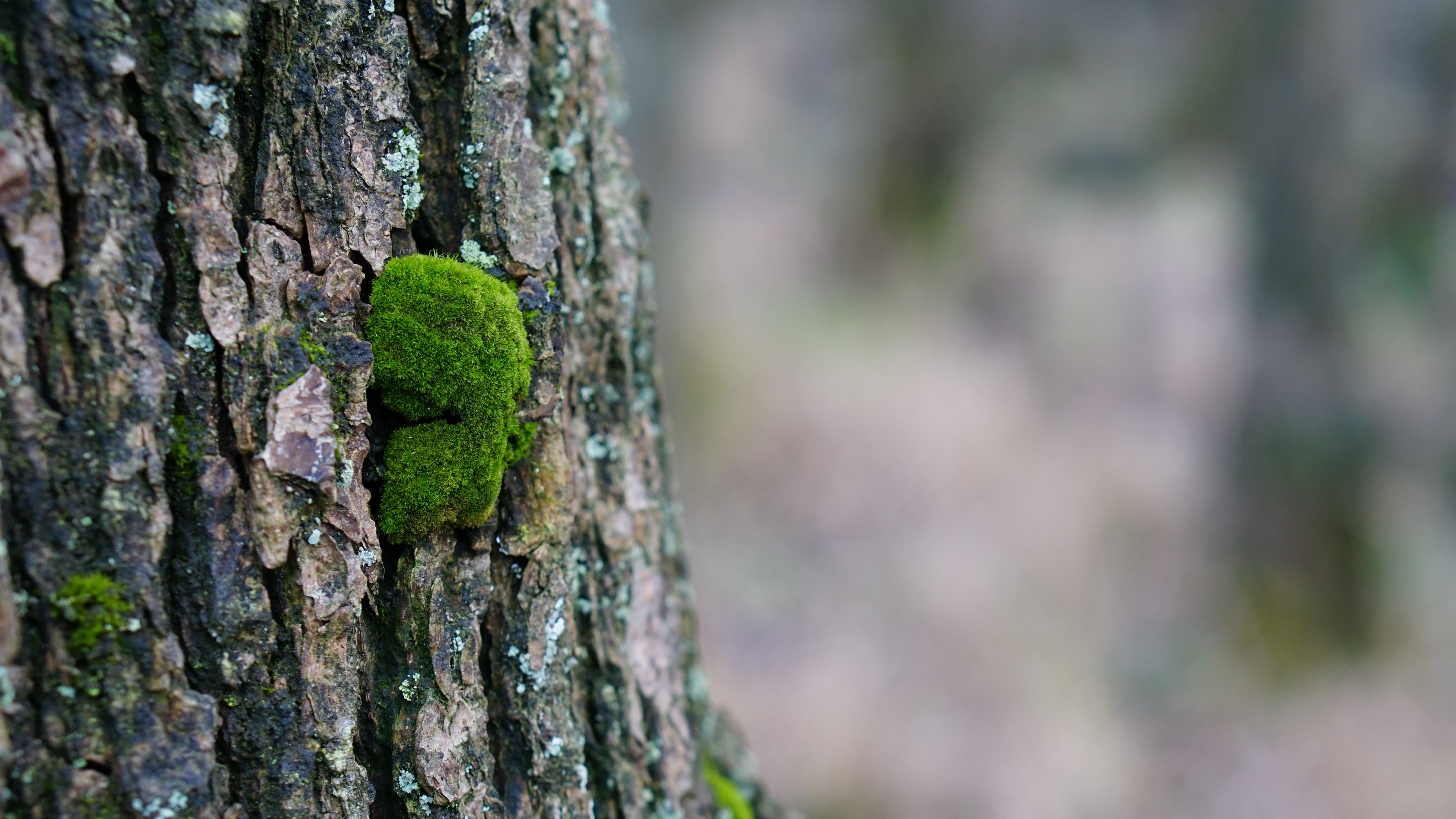 tree bark wood moss 4k 1541117893