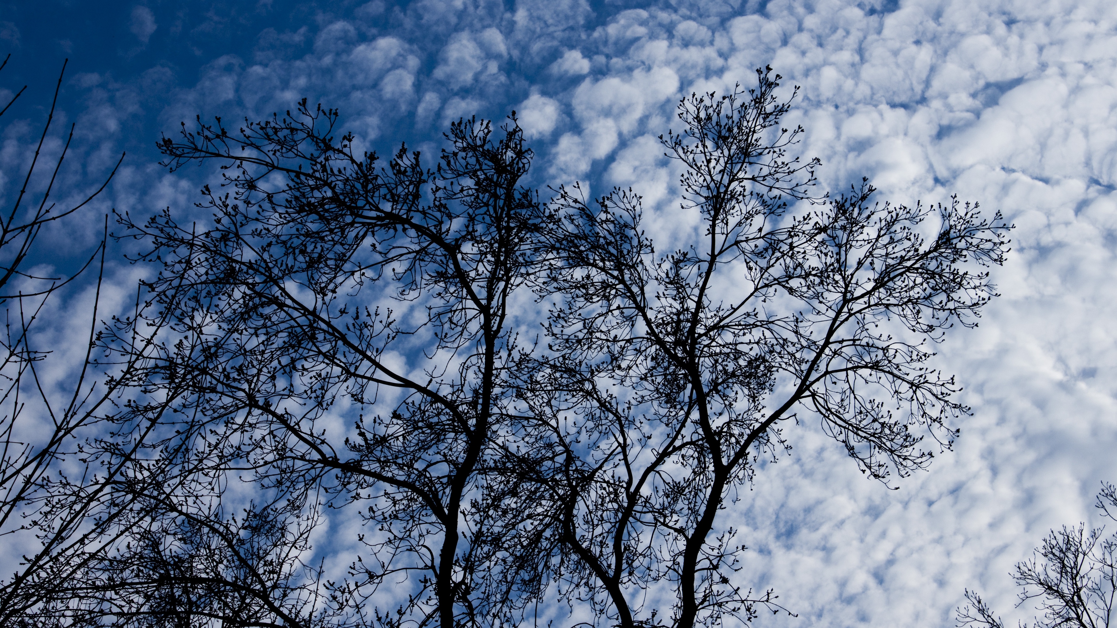 tree branches clouds 4k 1541114759