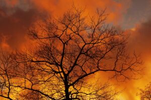 tree branches dawn sky clouds autumn 4k 1541115711