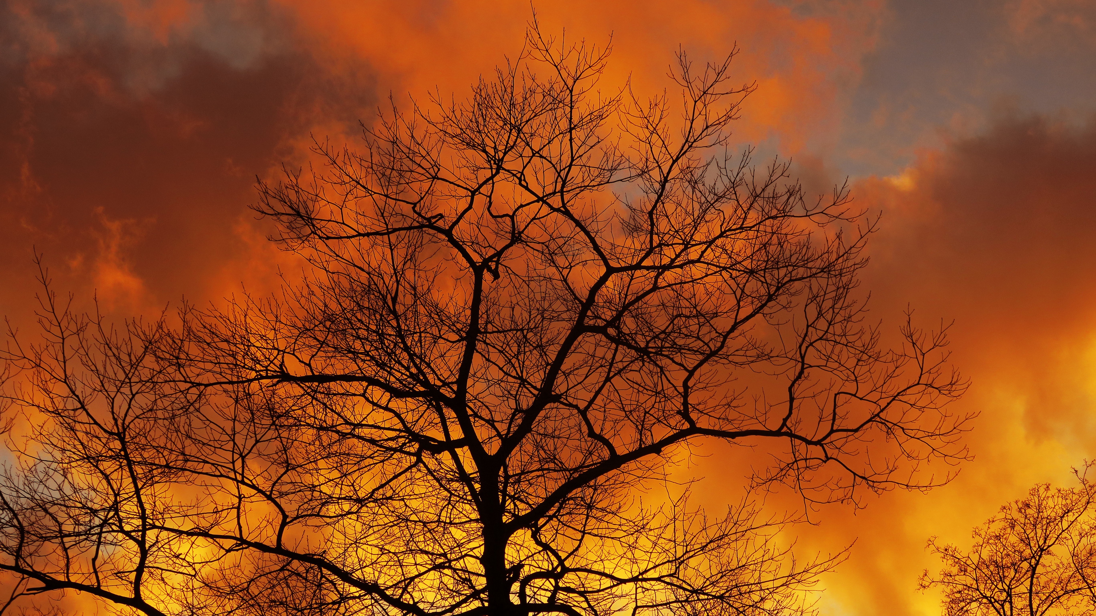 tree branches dawn sky clouds autumn 4k 1541115711