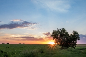 tree heart sunset field 4k 1541113471