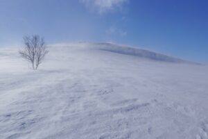 tree snow wind fog 4k 1541115451