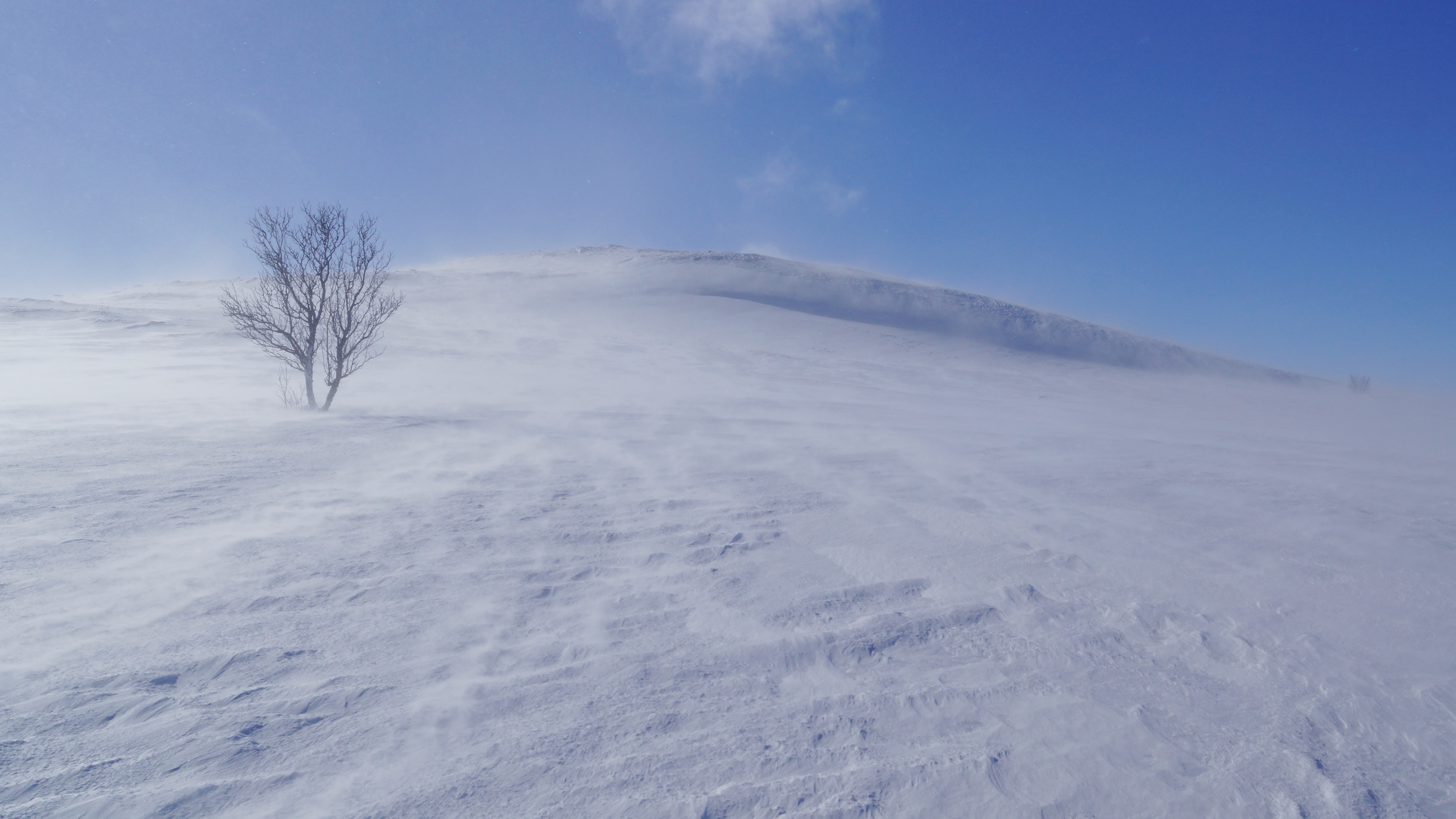 tree snow wind fog 4k 1541115451