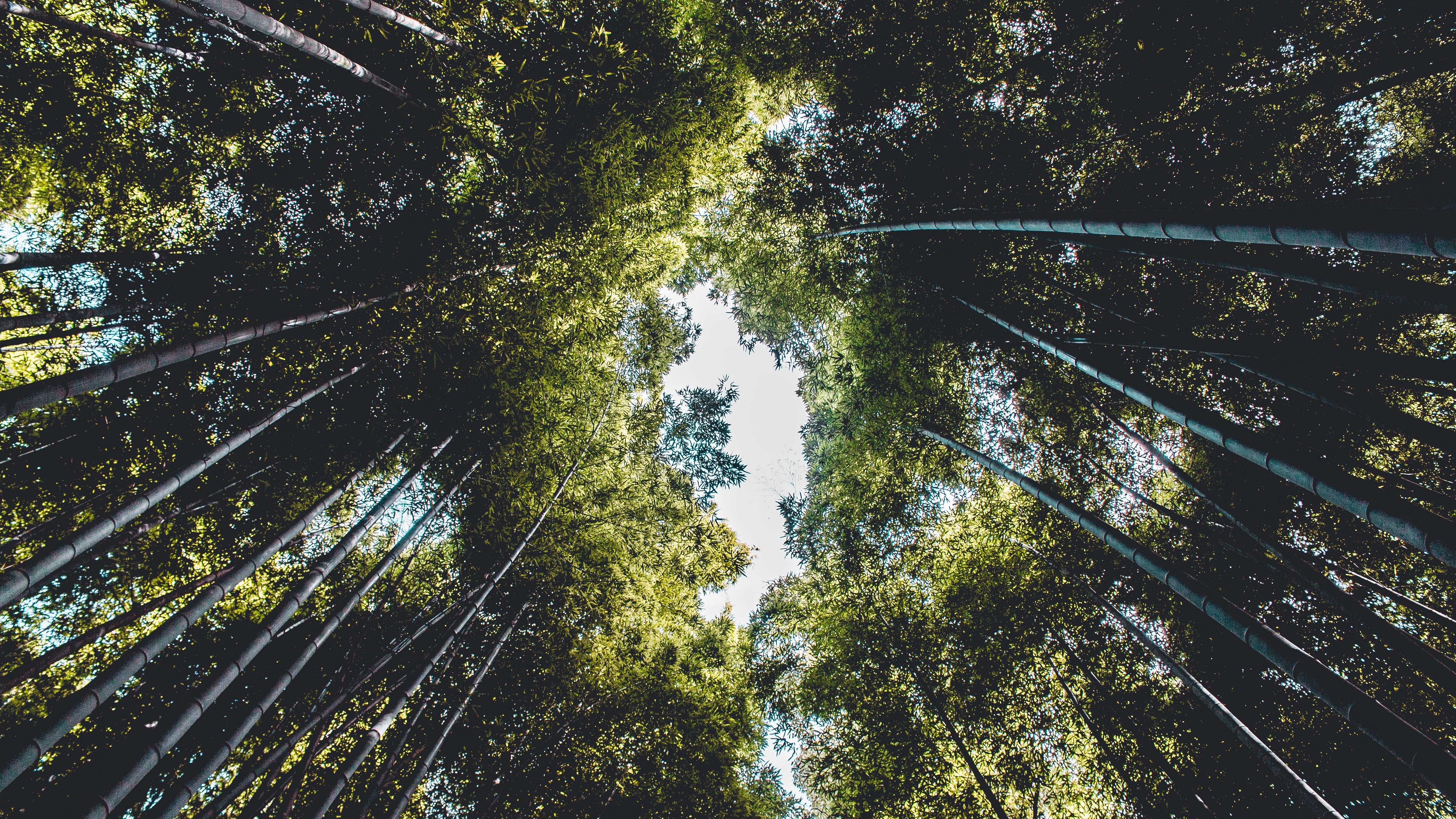 trees bottom view branches sky green leaves 4k 1541116797