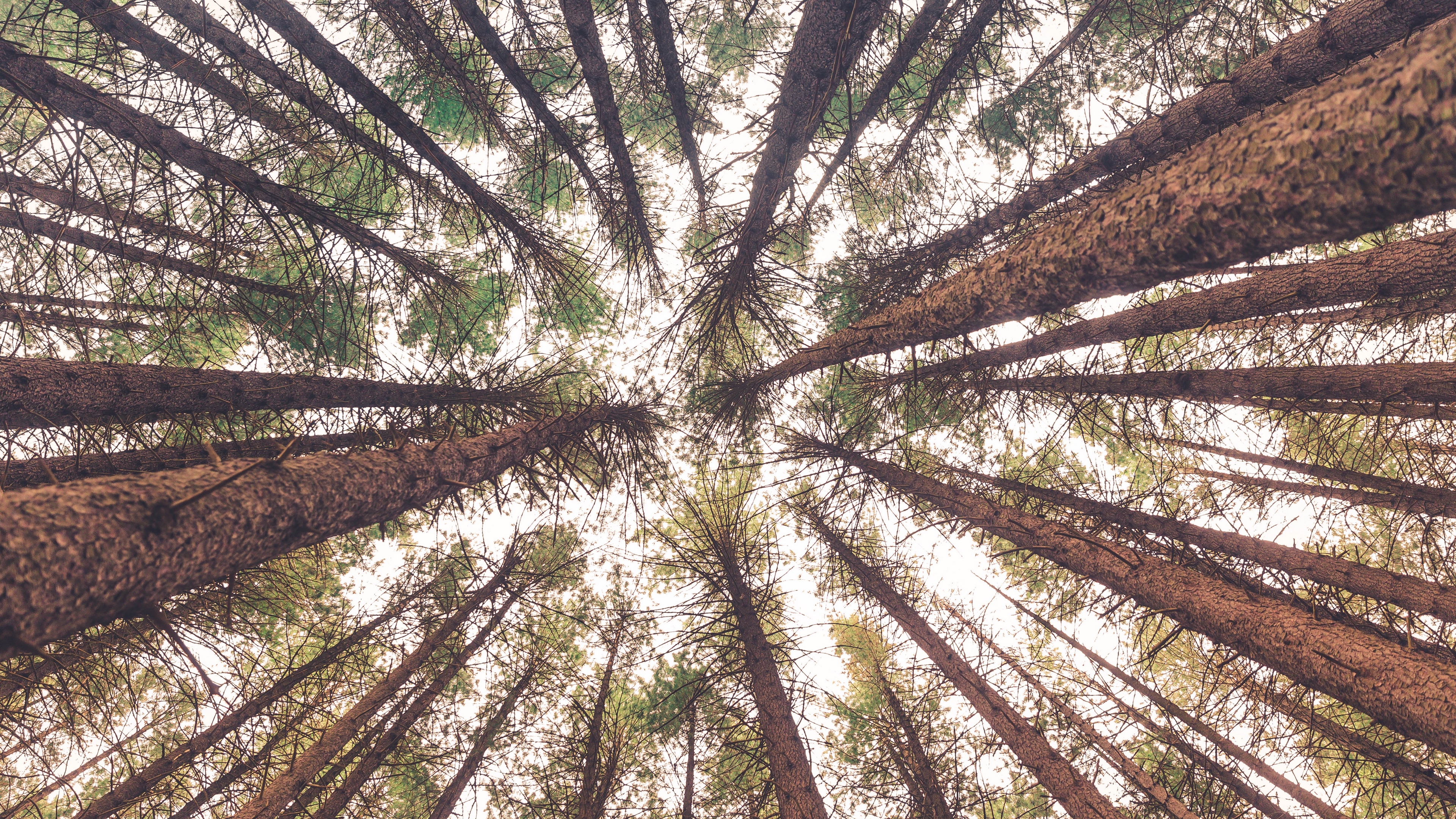 Wallpaper 4k Trees Bottom View Trunks 4k Bottom View Trees Trunks