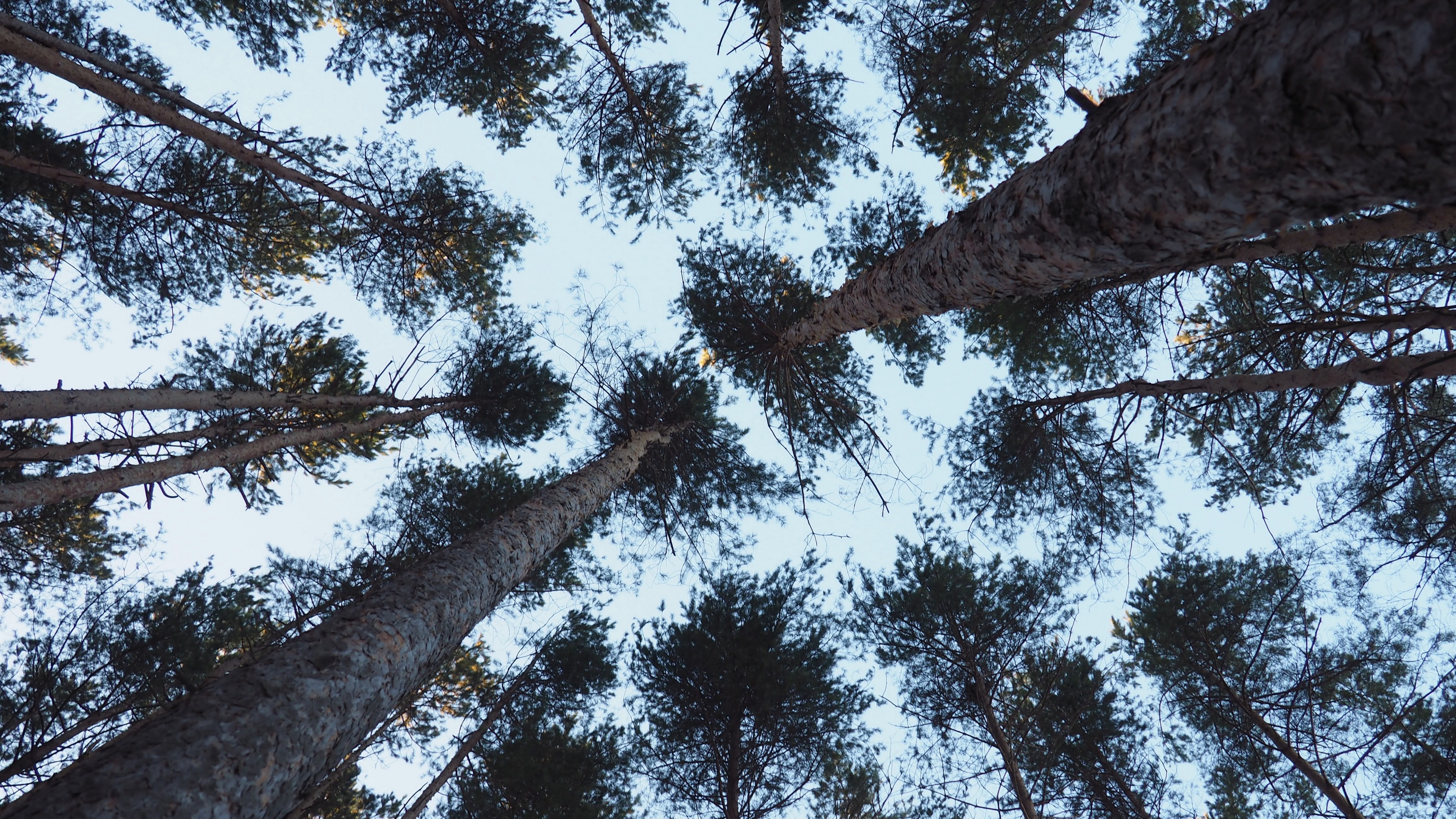 trees bottom view trunks branches 4k 1541114897