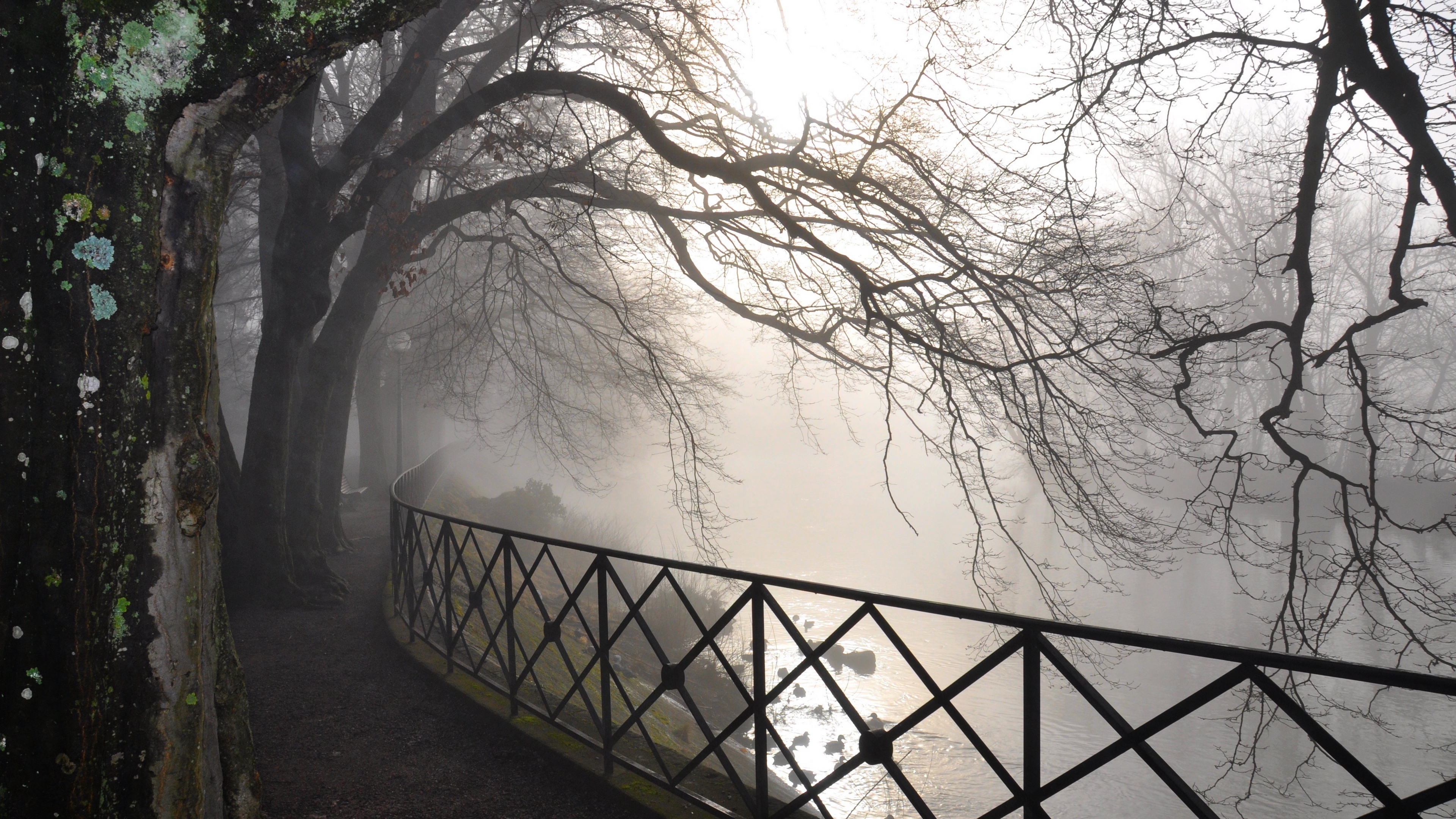 trees branches protection fog autumn gloomy bark dampness 4k 1541117371