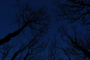 trees branches sky night 4k 1541113468