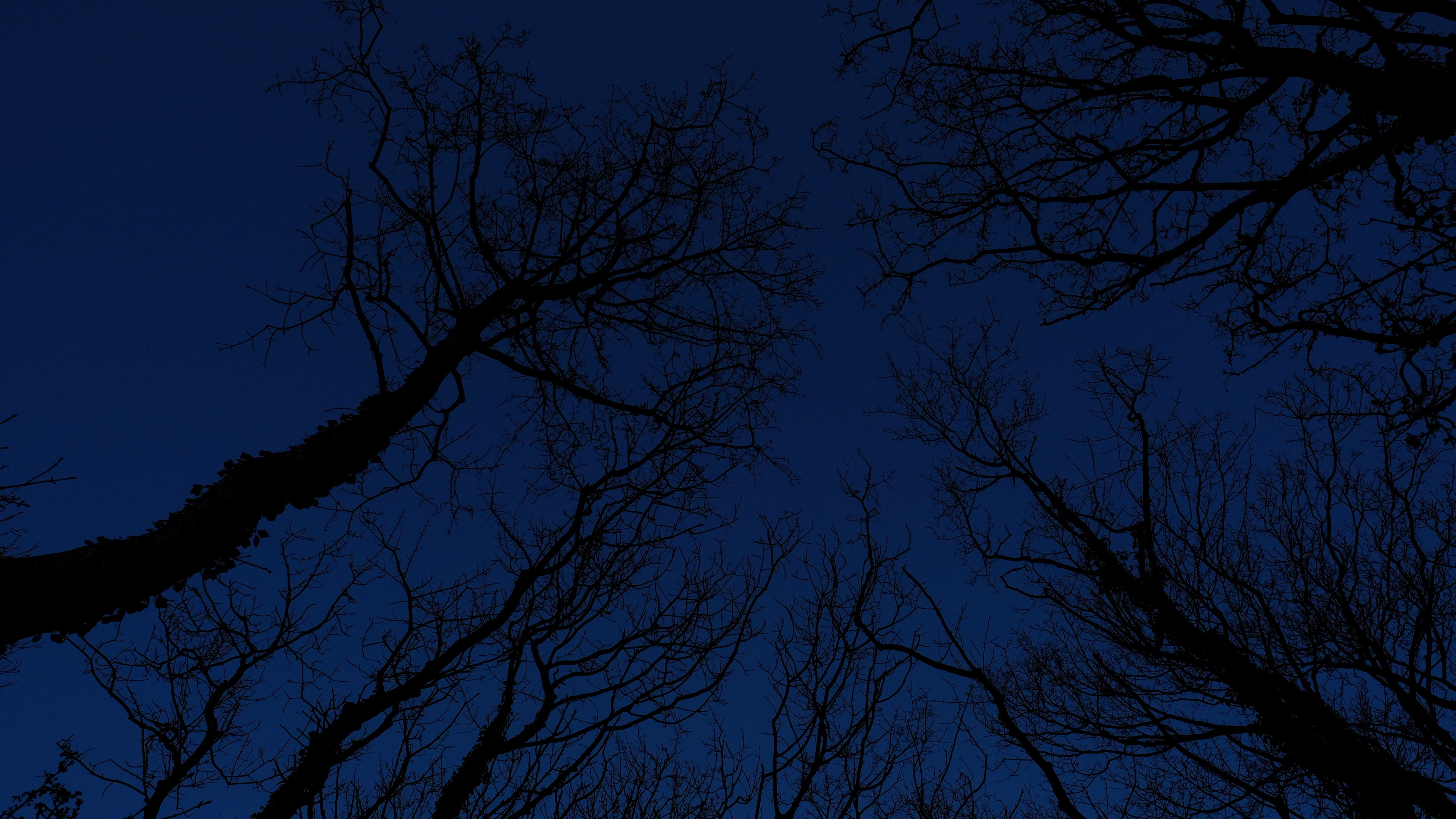 trees branches sky night 4k 1541113468