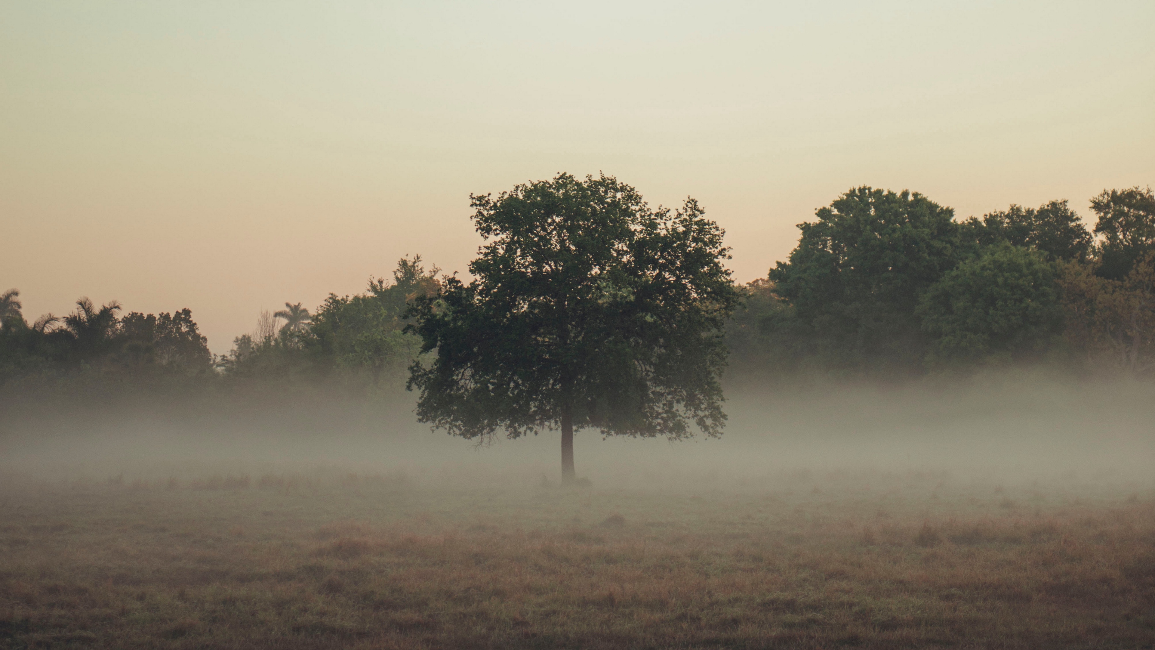 trees fog field 4k 1541116809