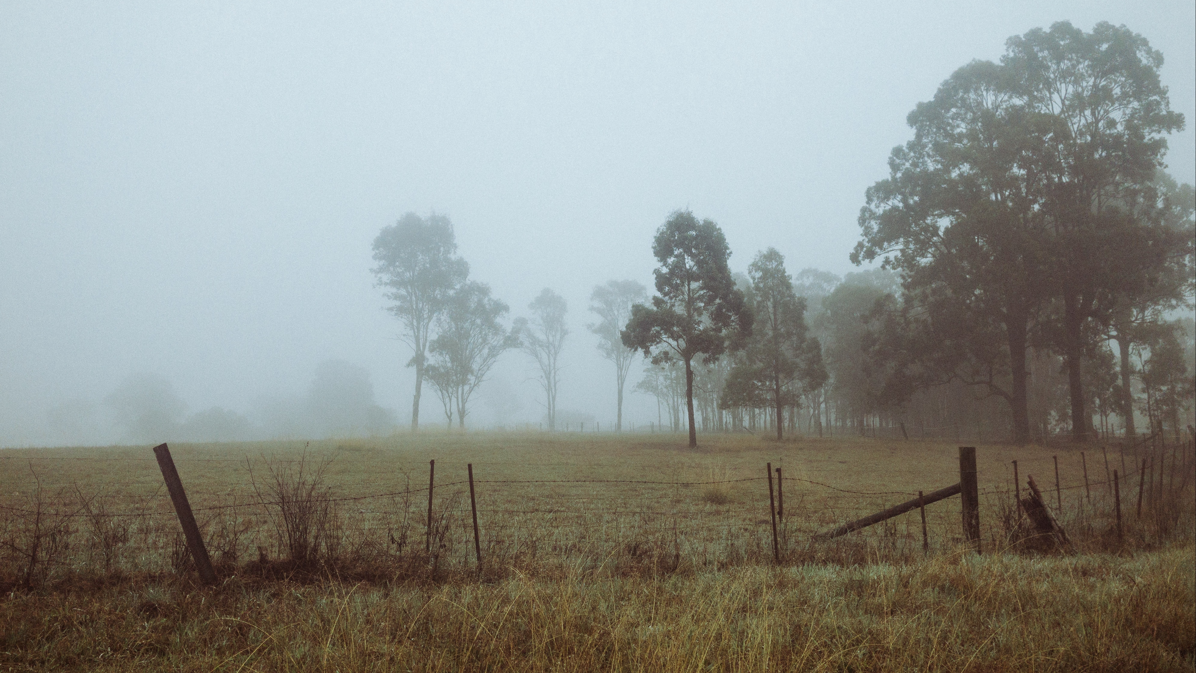 trees fog field dawn grass 4k 1541113690