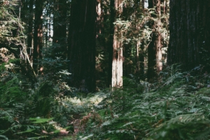 trees forest summer light 4k 1541114890