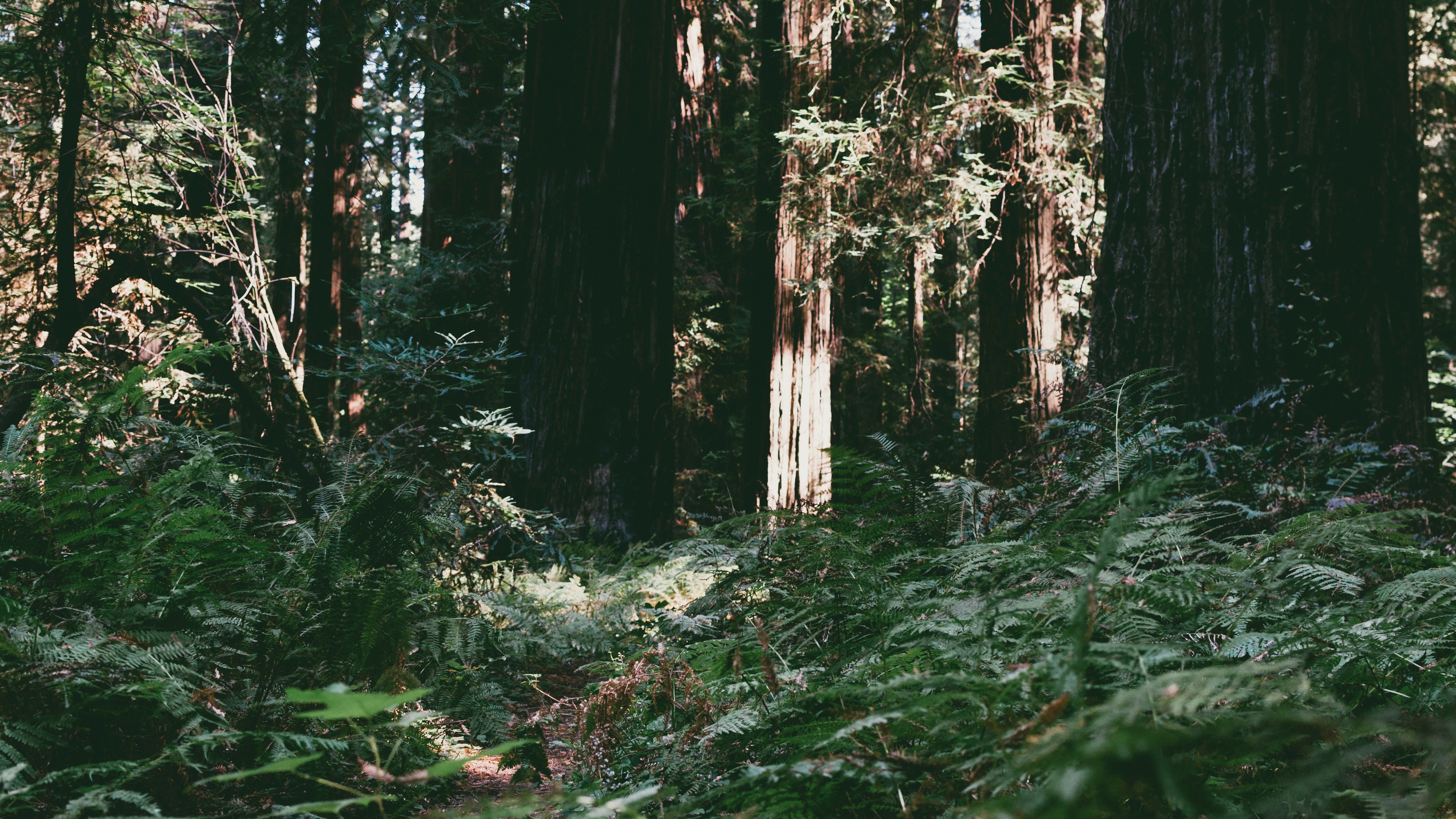 trees forest summer light 4k 1541114890