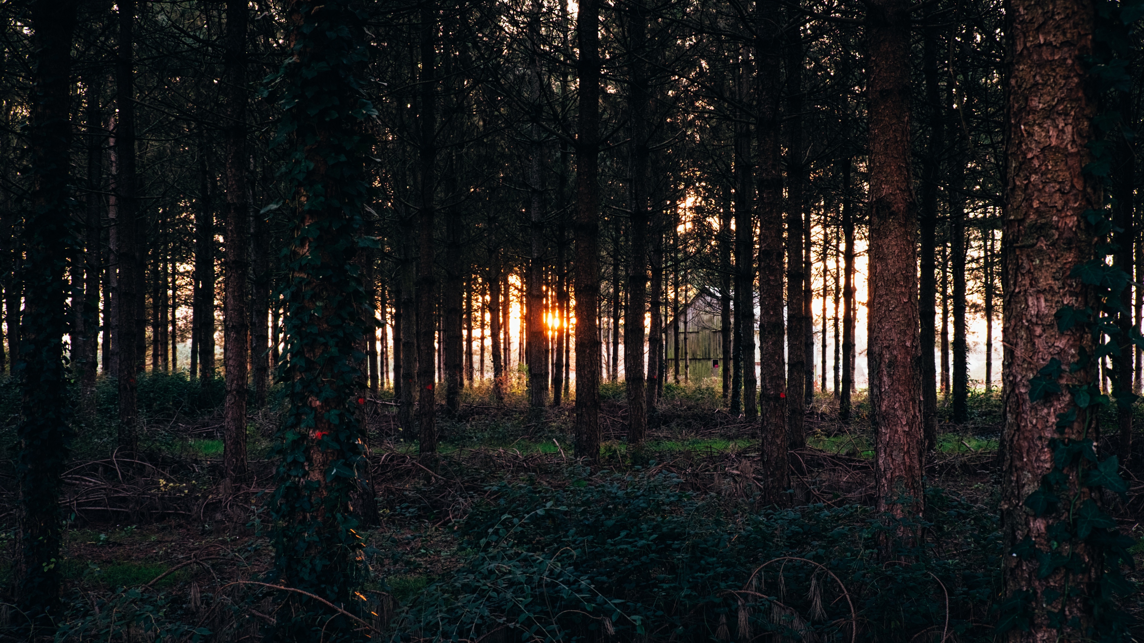 trees grass evening 4k 1541114752