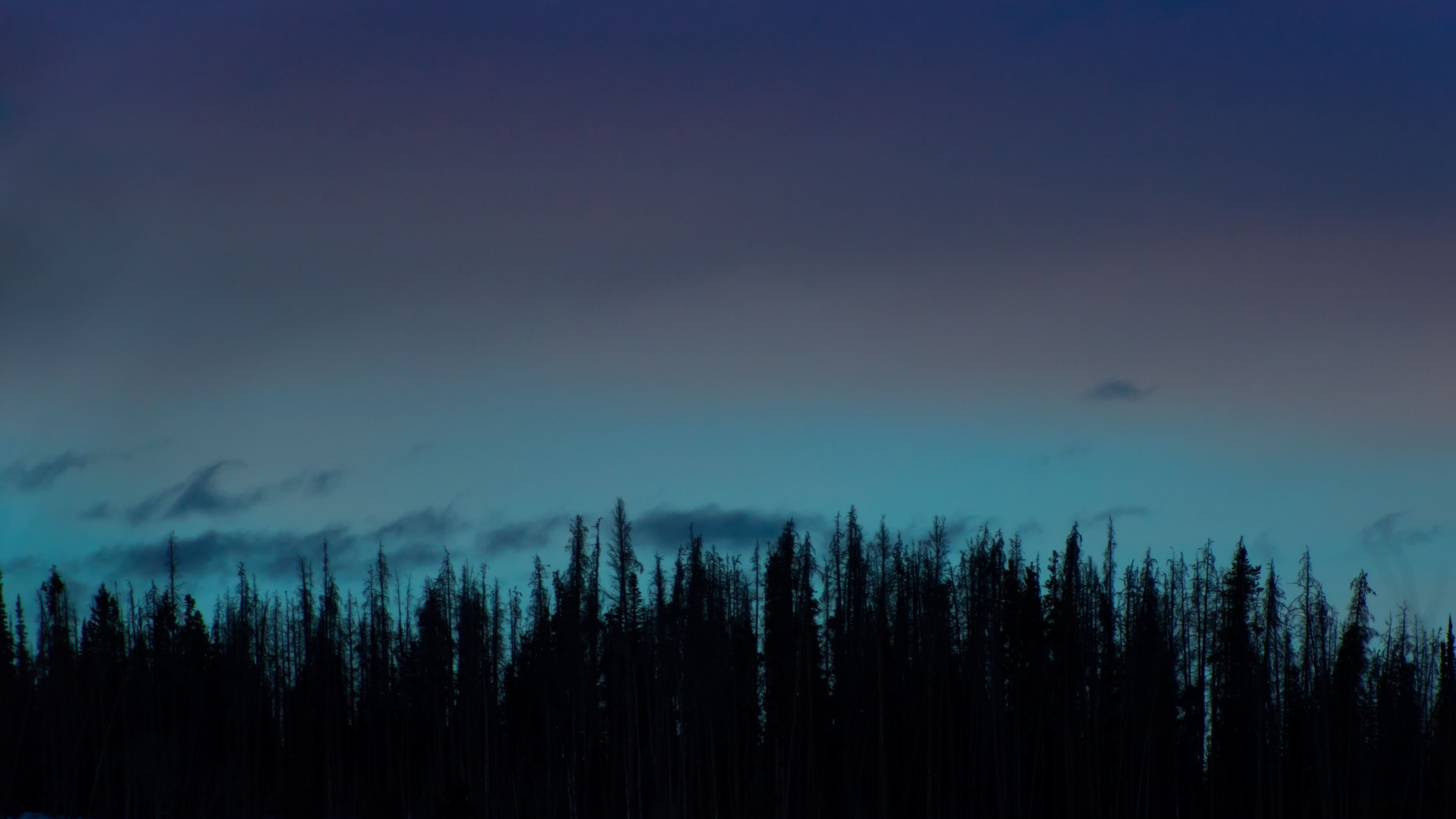 trees night sky 4k 1541114600