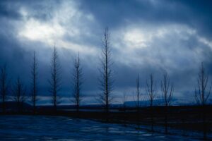 trees night sky branches 4k 1541114502