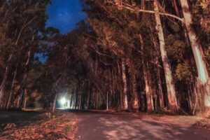 trees night stars road parana entre rios argentina 4k 1541116818